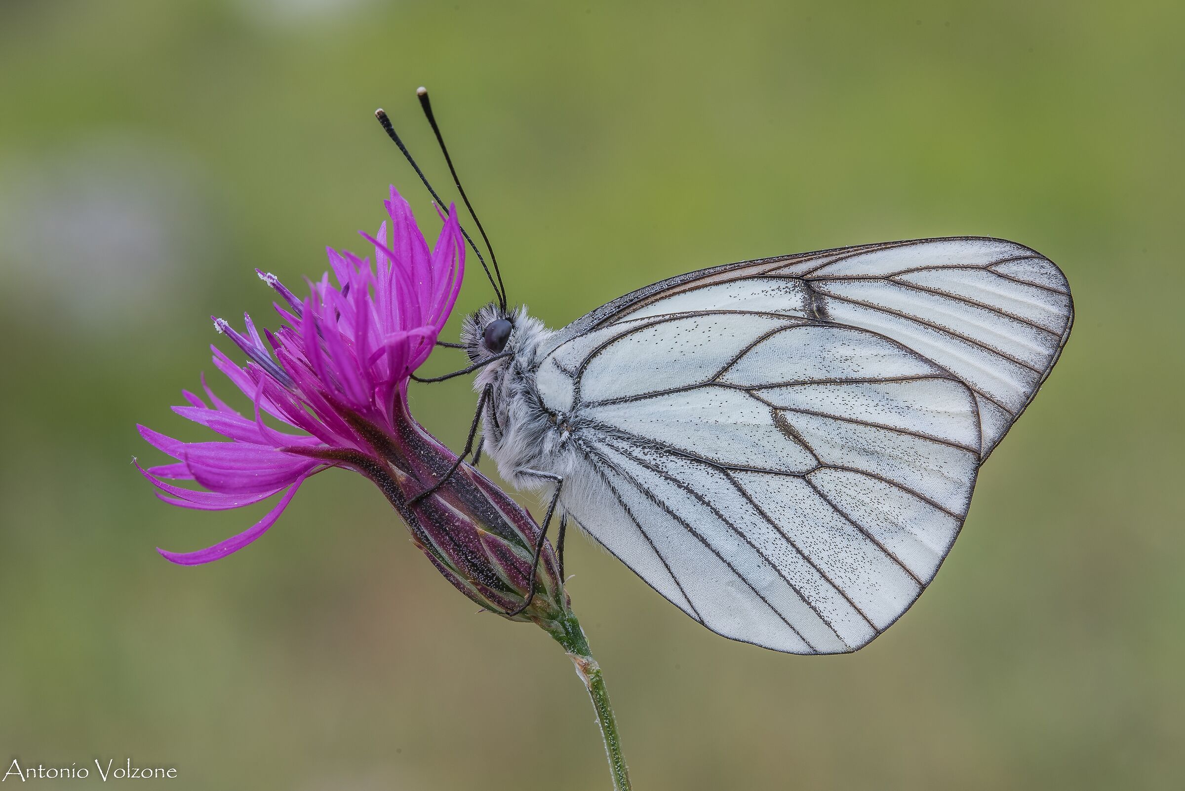 Aporia crataegi