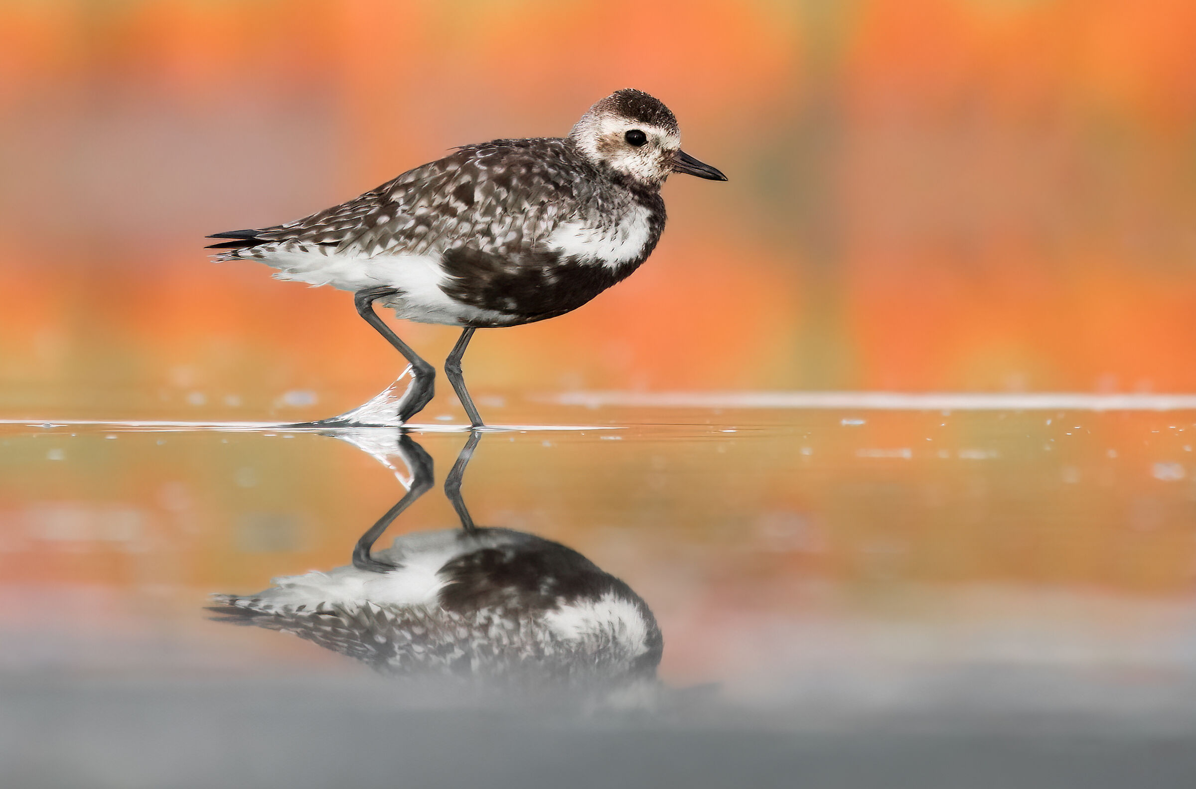 Grey plover