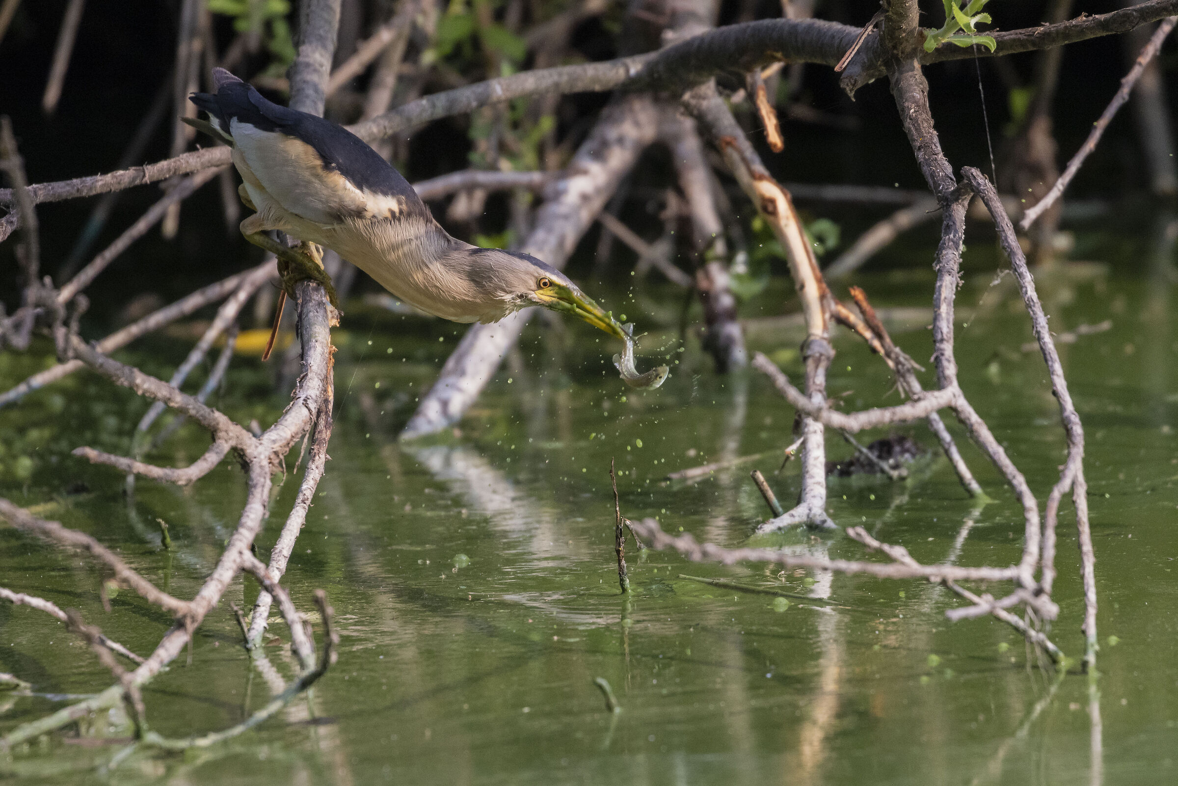 "Papà è bravo a pescare"