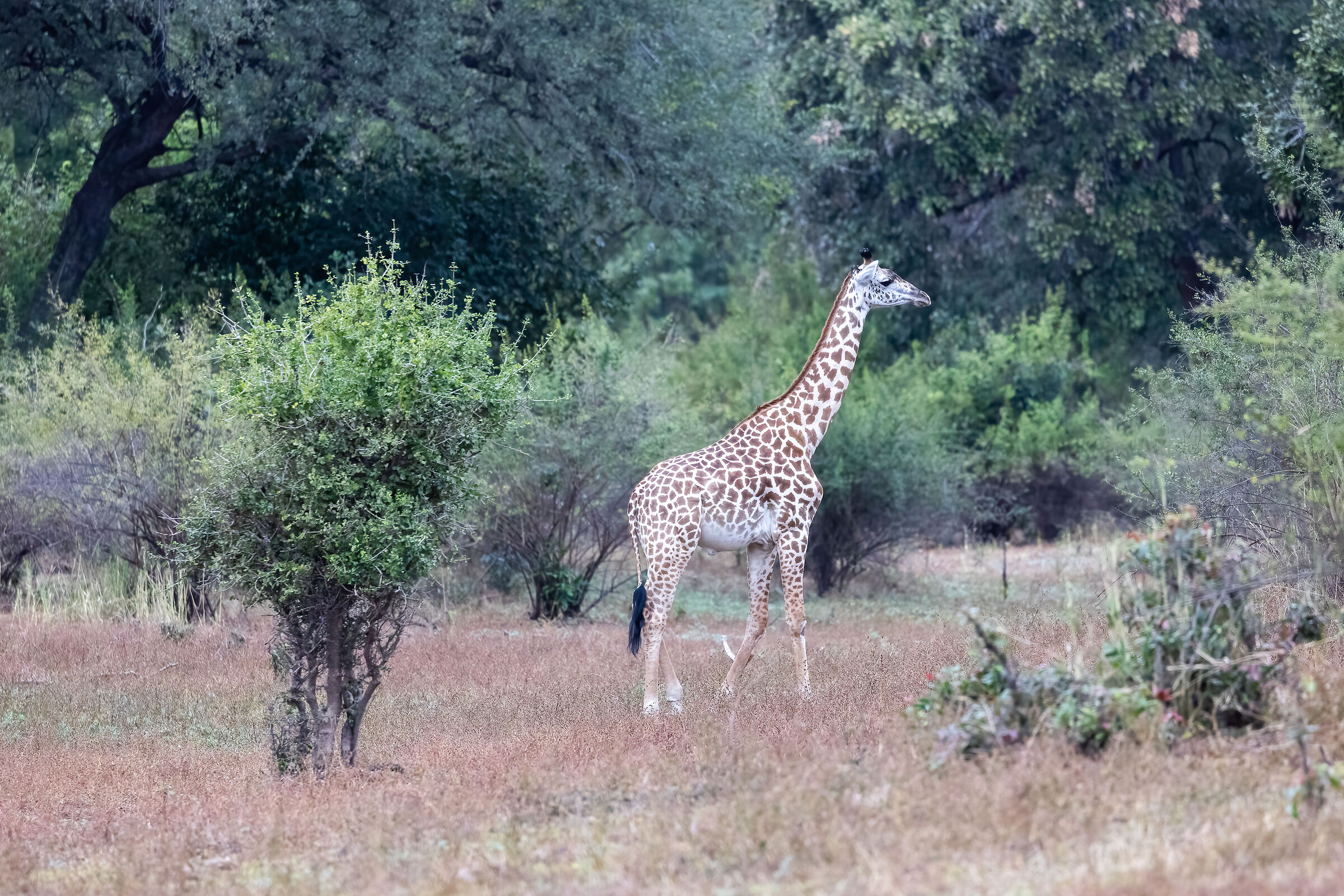 Giraffa - South Luangwa National Park