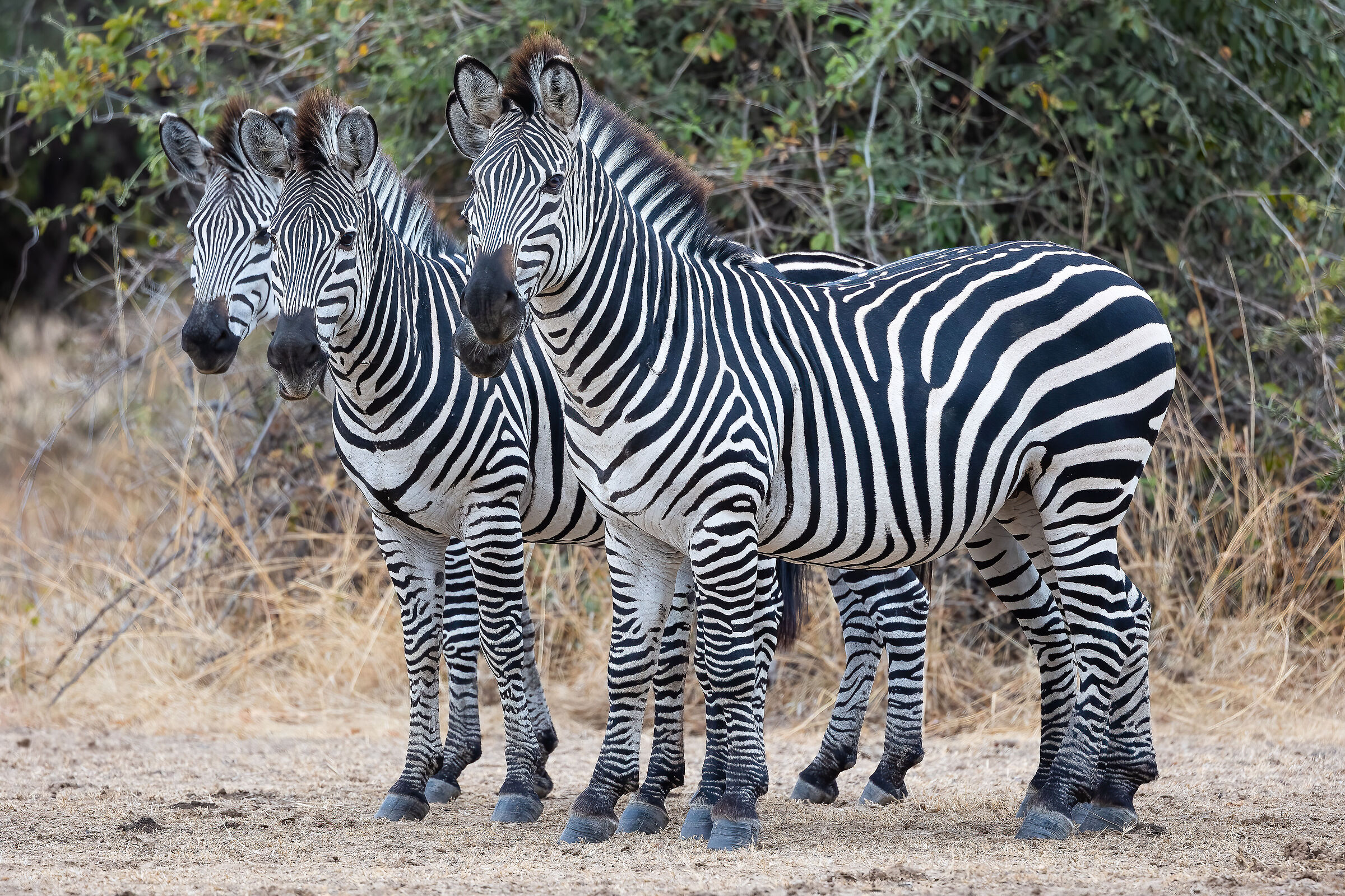 Zebre - South Luangwa National Park