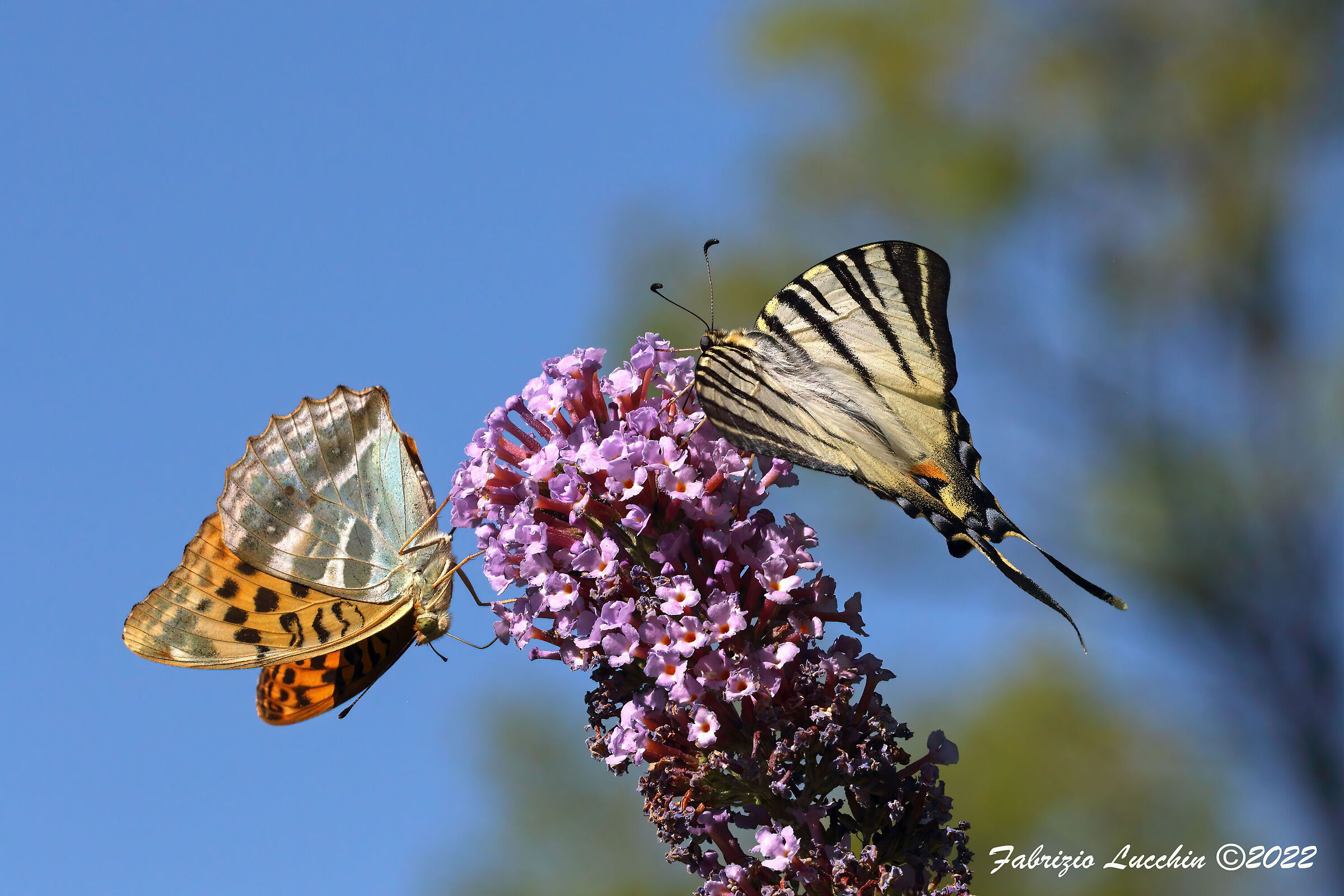 Argynnis paphia - Iphiclides podalirius