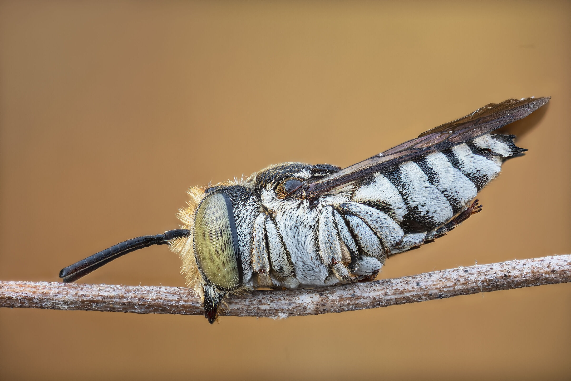 Coelioxys sp.
