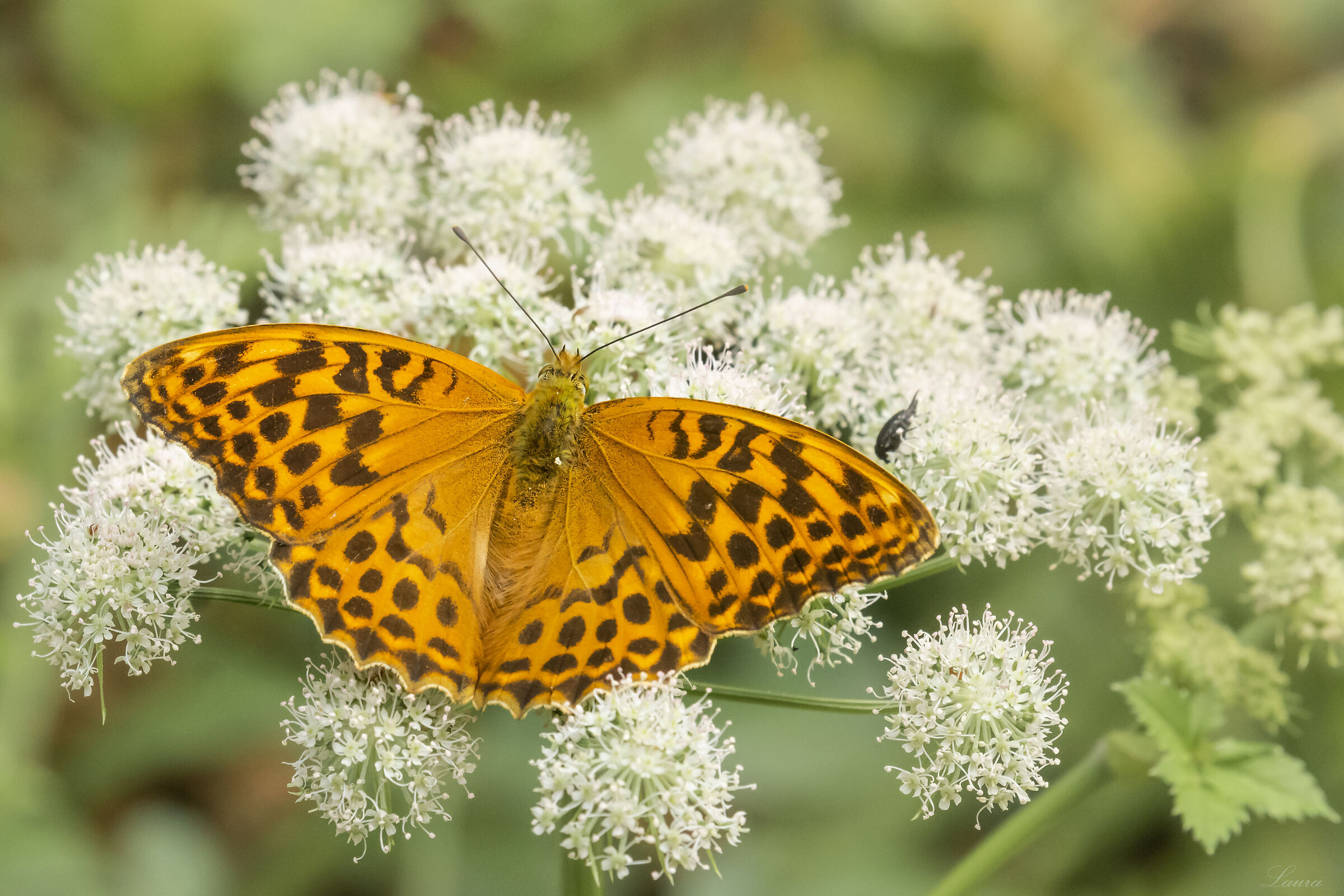 Argynnis paphia