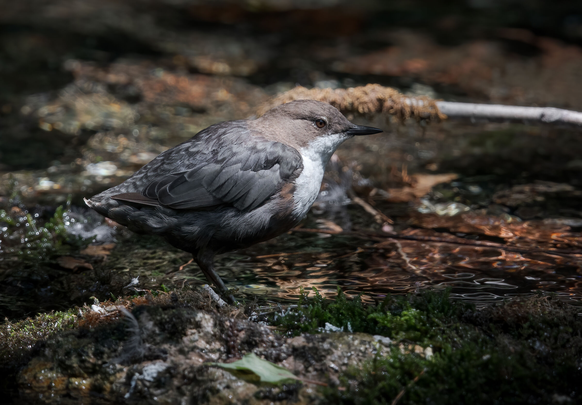 White-throated dipper