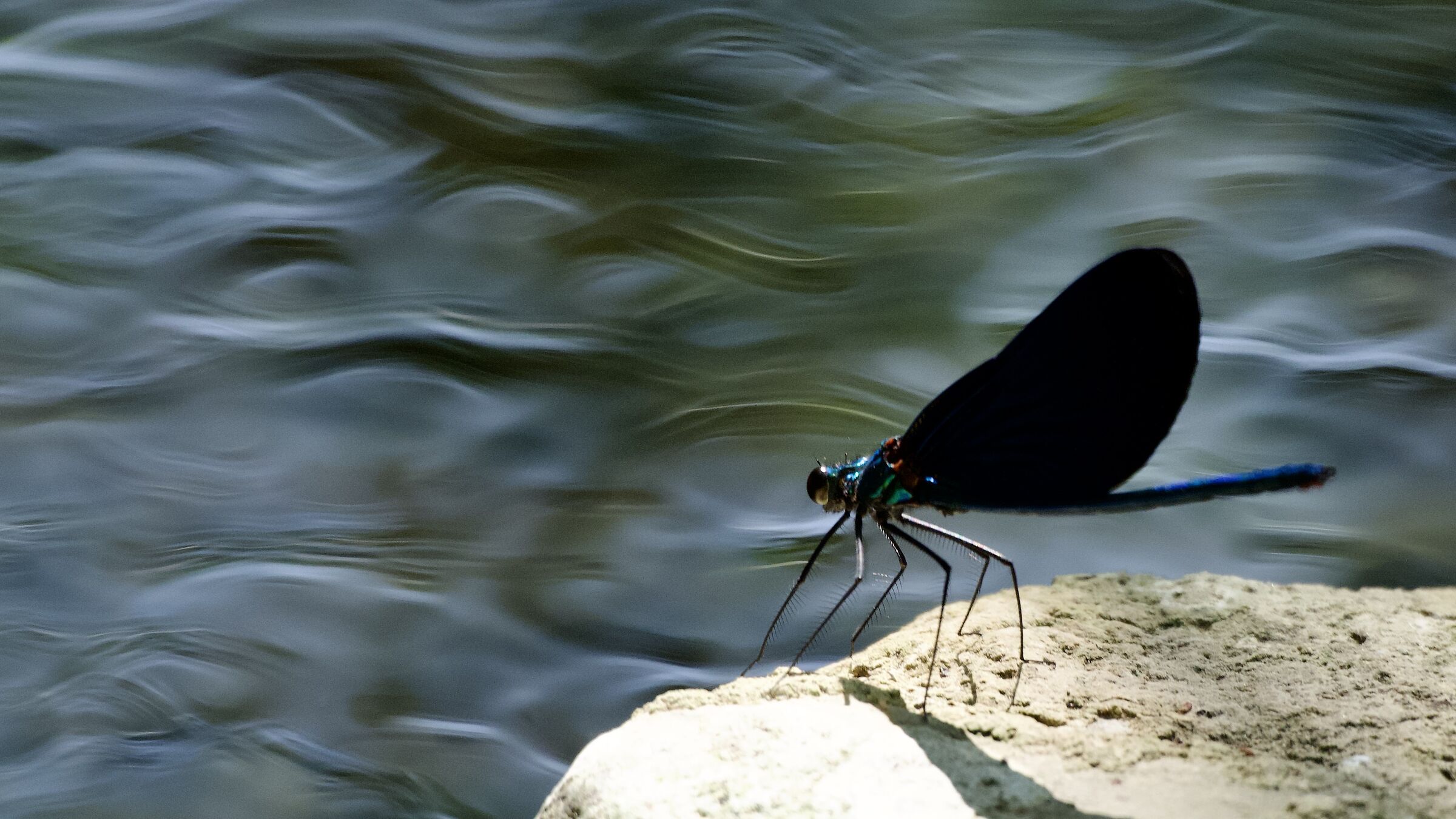 DRAGONFLY
