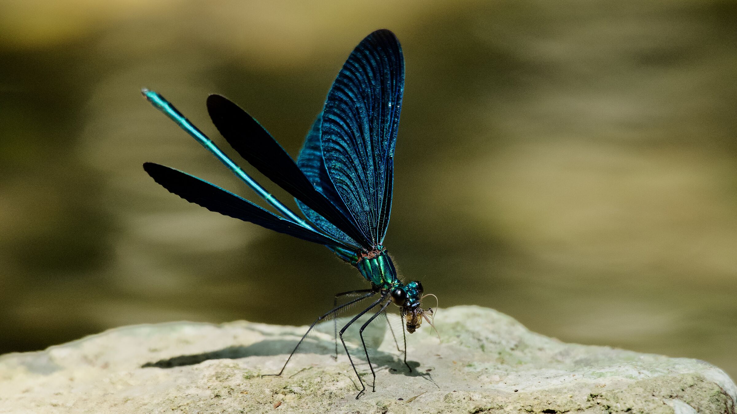 DRAGONFLY
