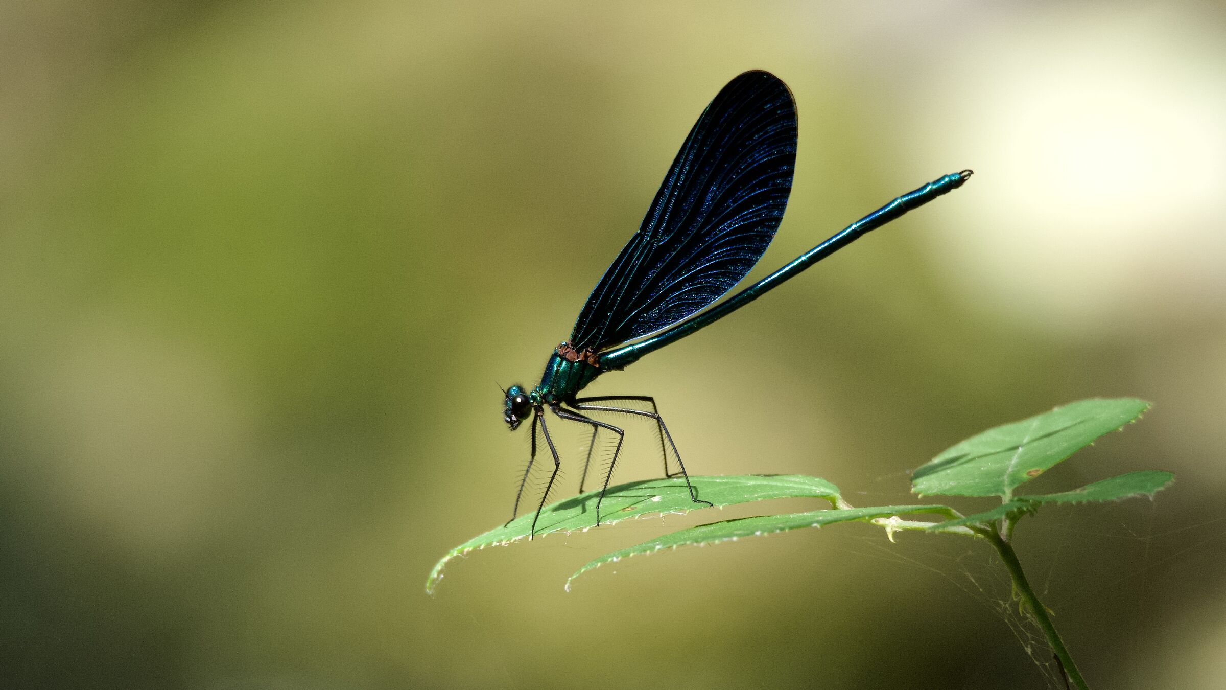 DRAGONFLY