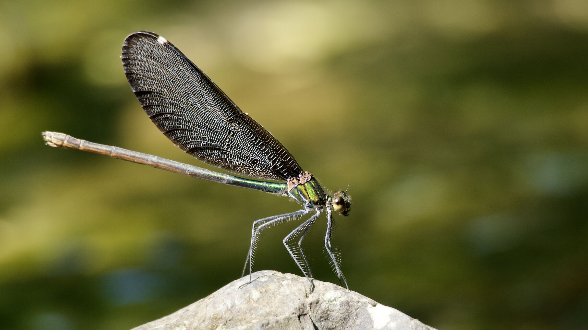 DRAGONFLY