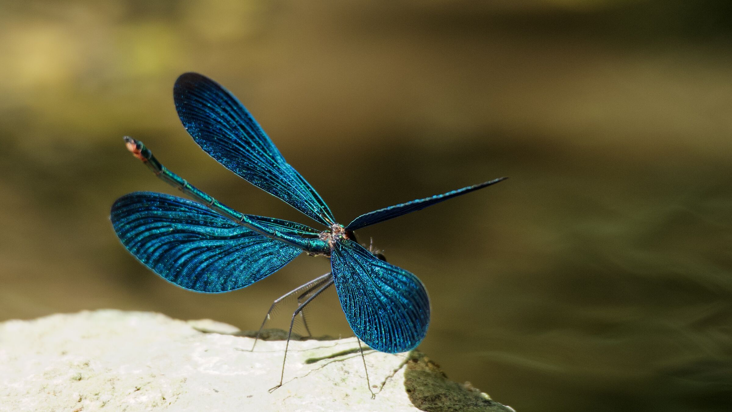 DRAGONFLY