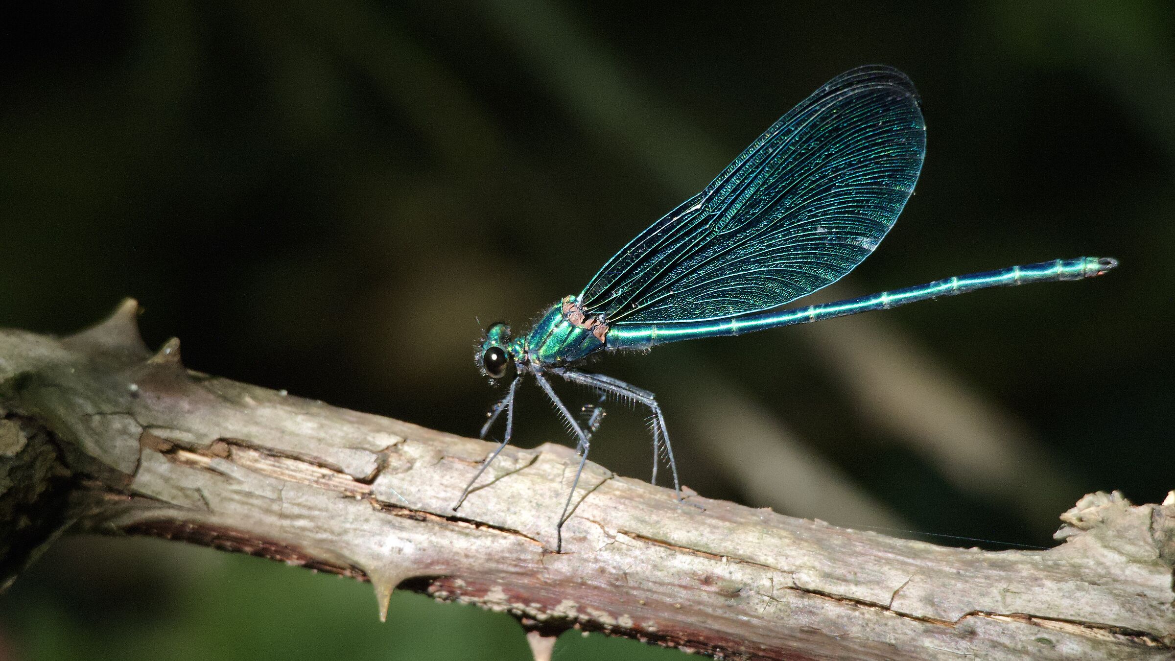 DRAGONFLY