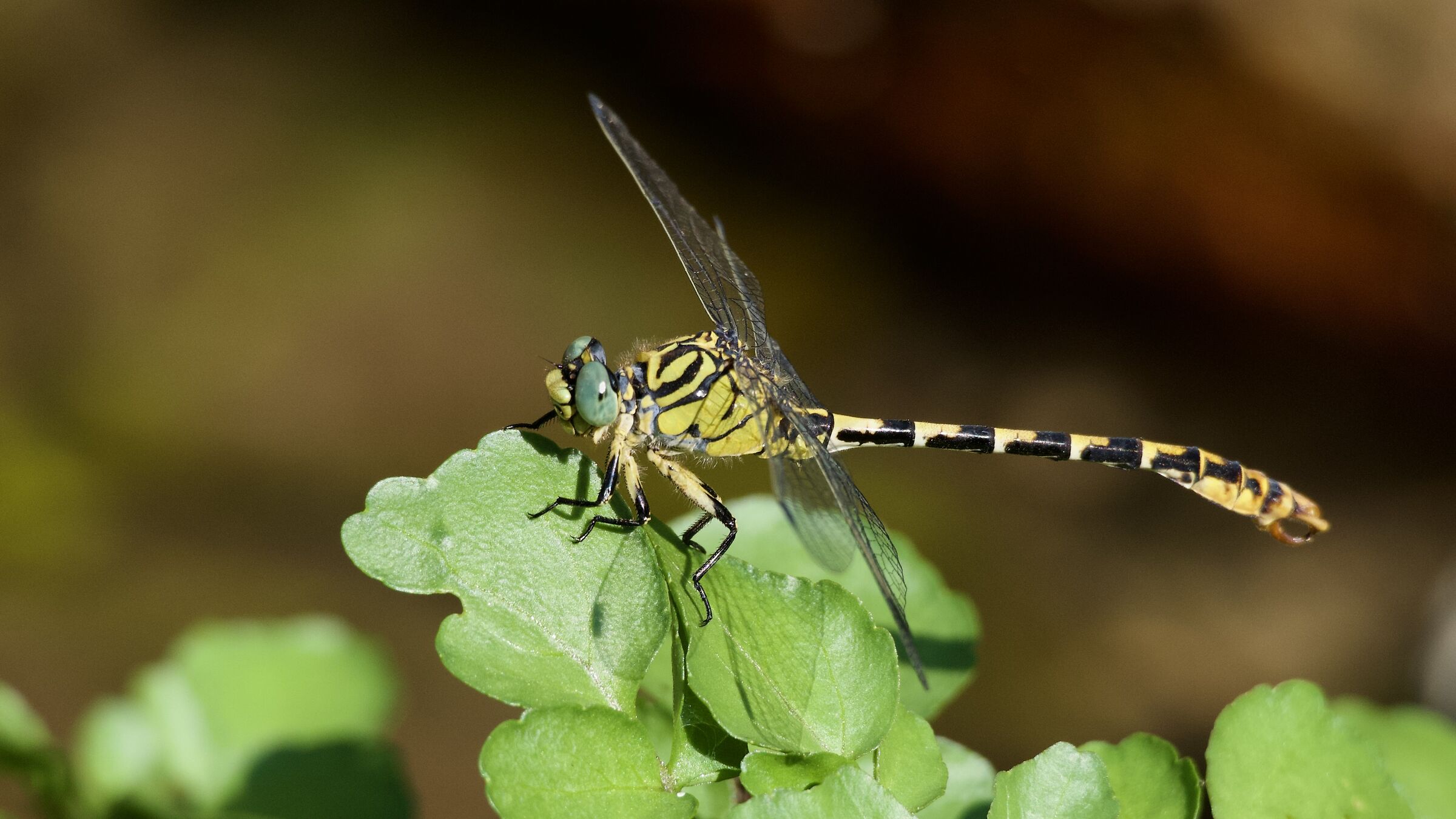 DRAGONFLY