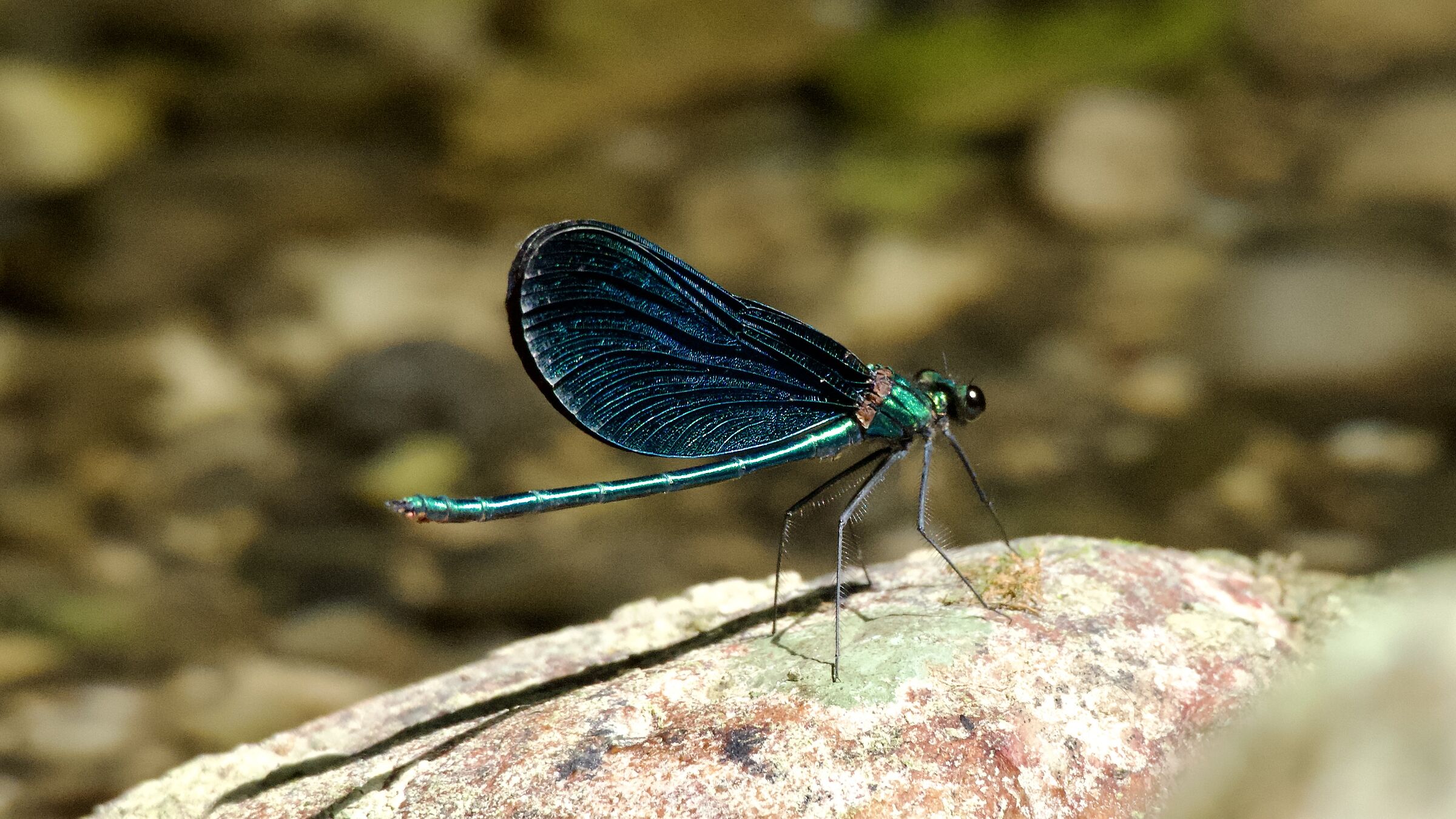DRAGONFLIES