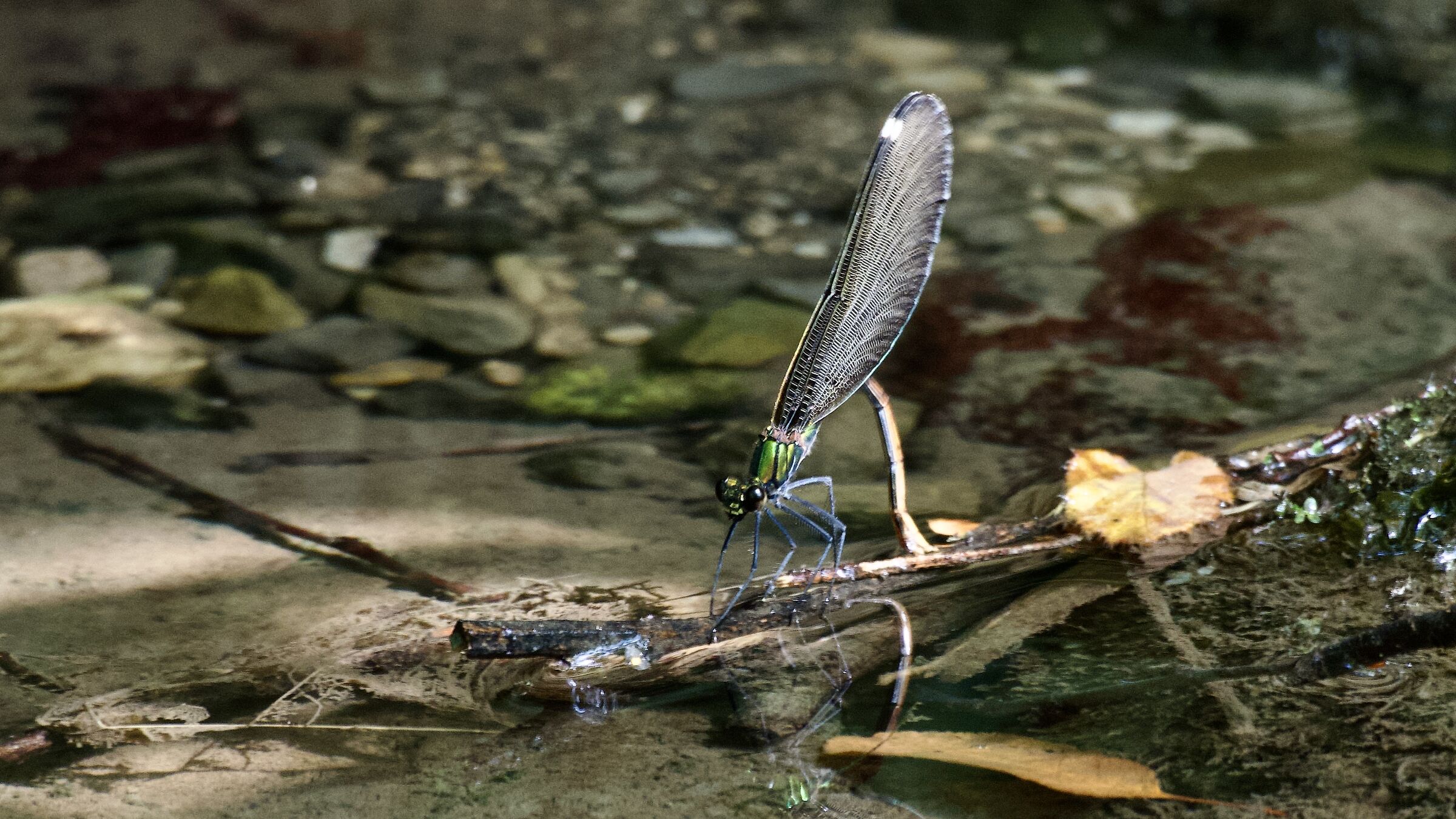 DRAGONFLIES