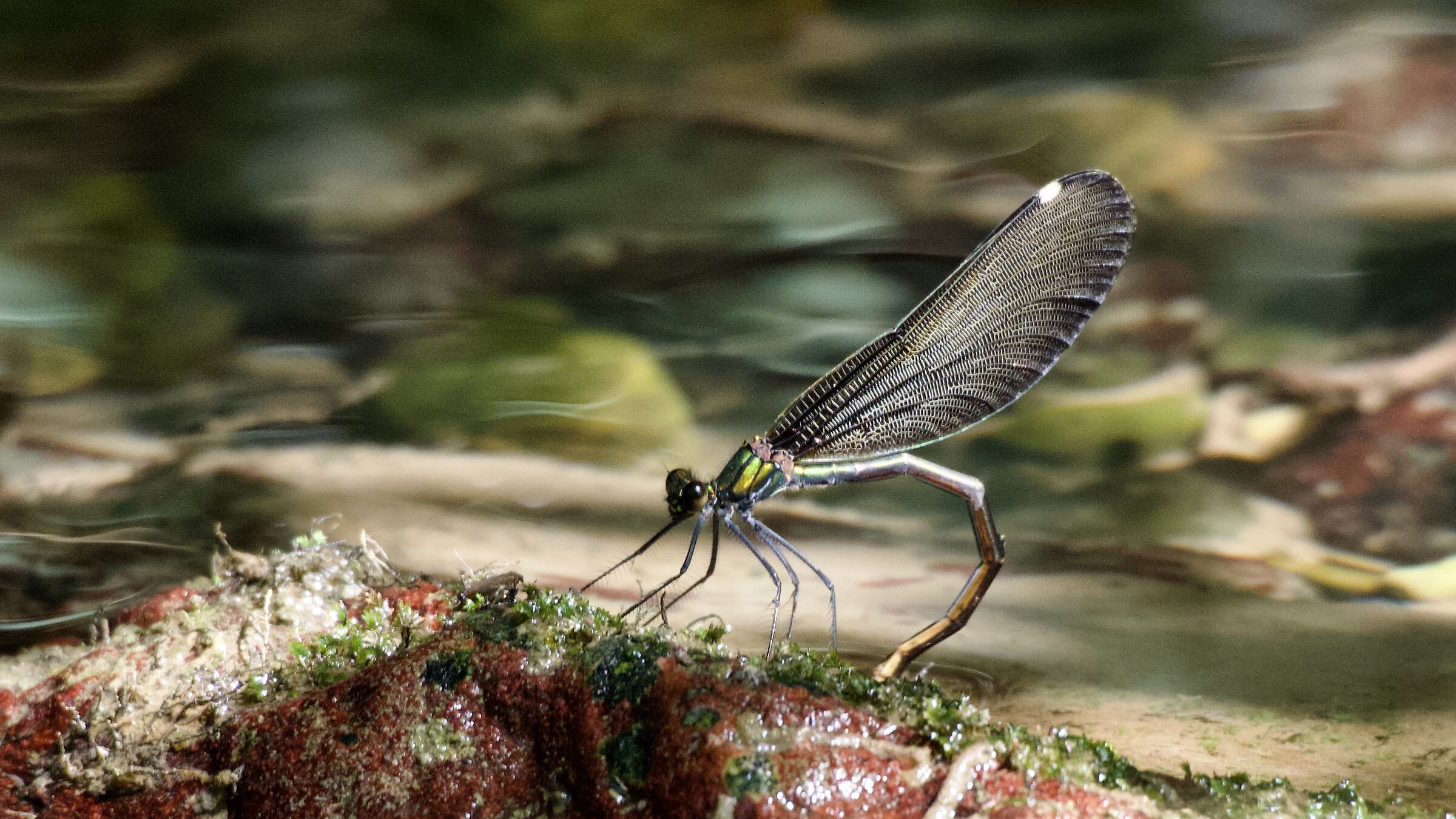 DRAGONFLIES