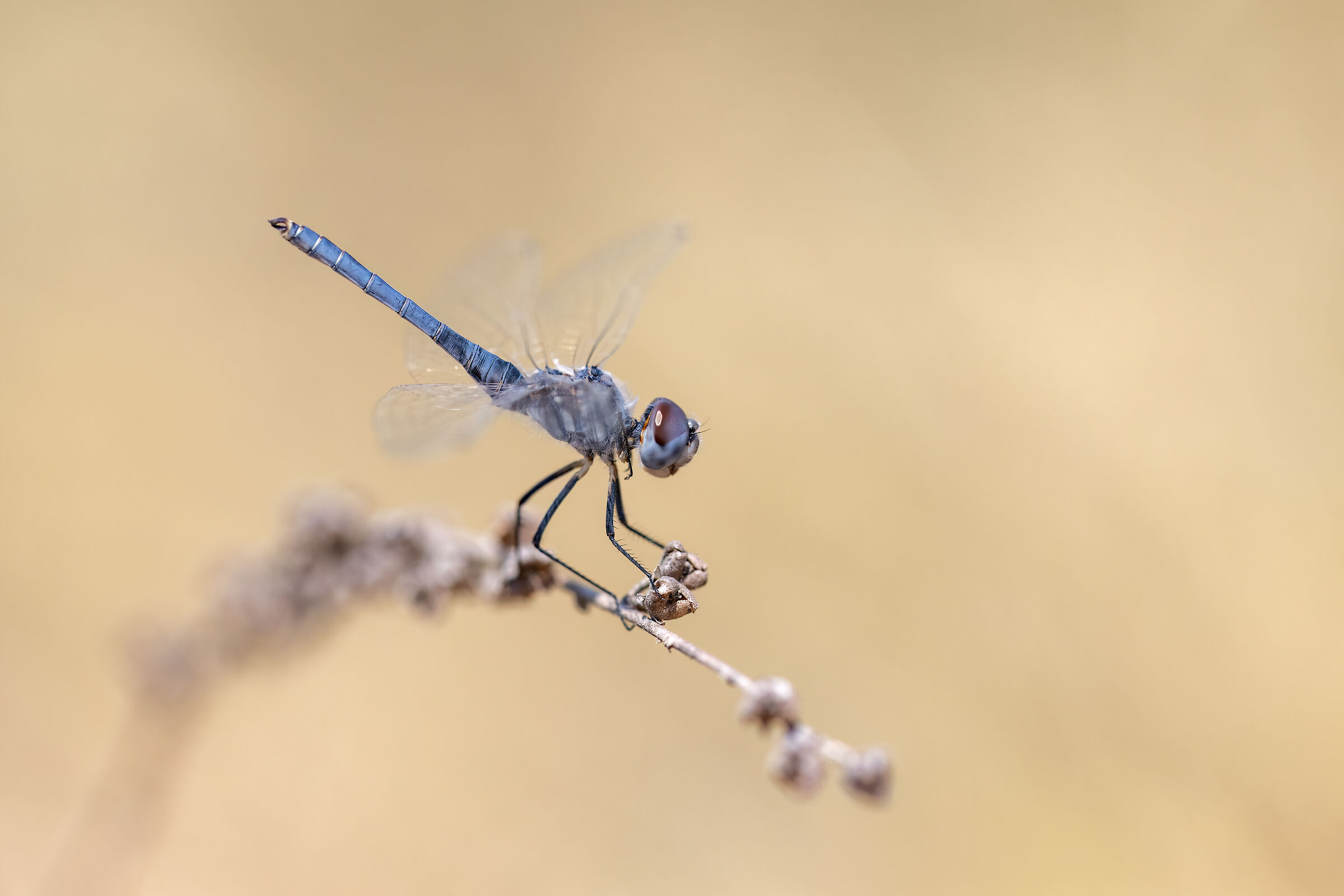 Selysiothemis nigra