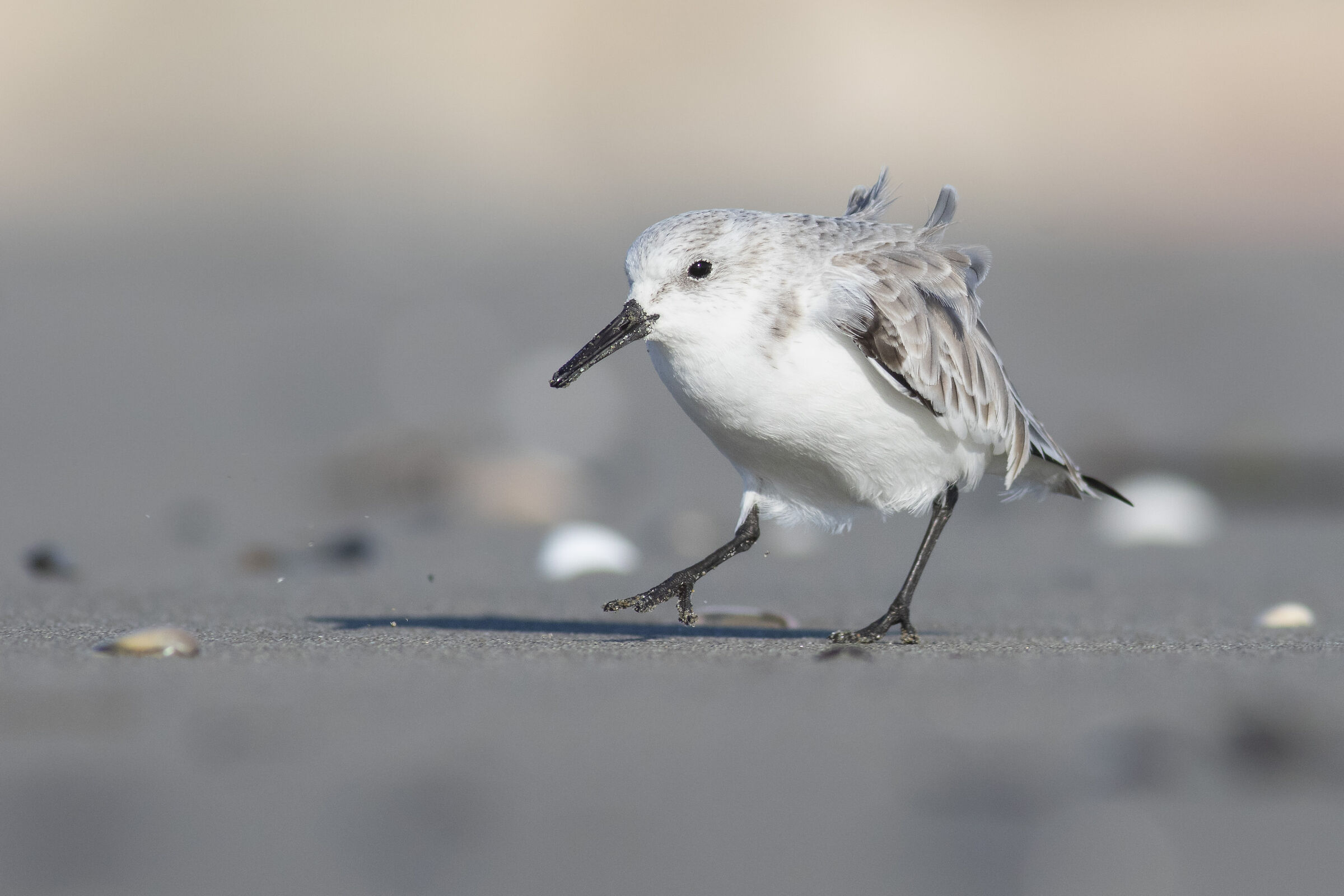 Piovanello tridattilo