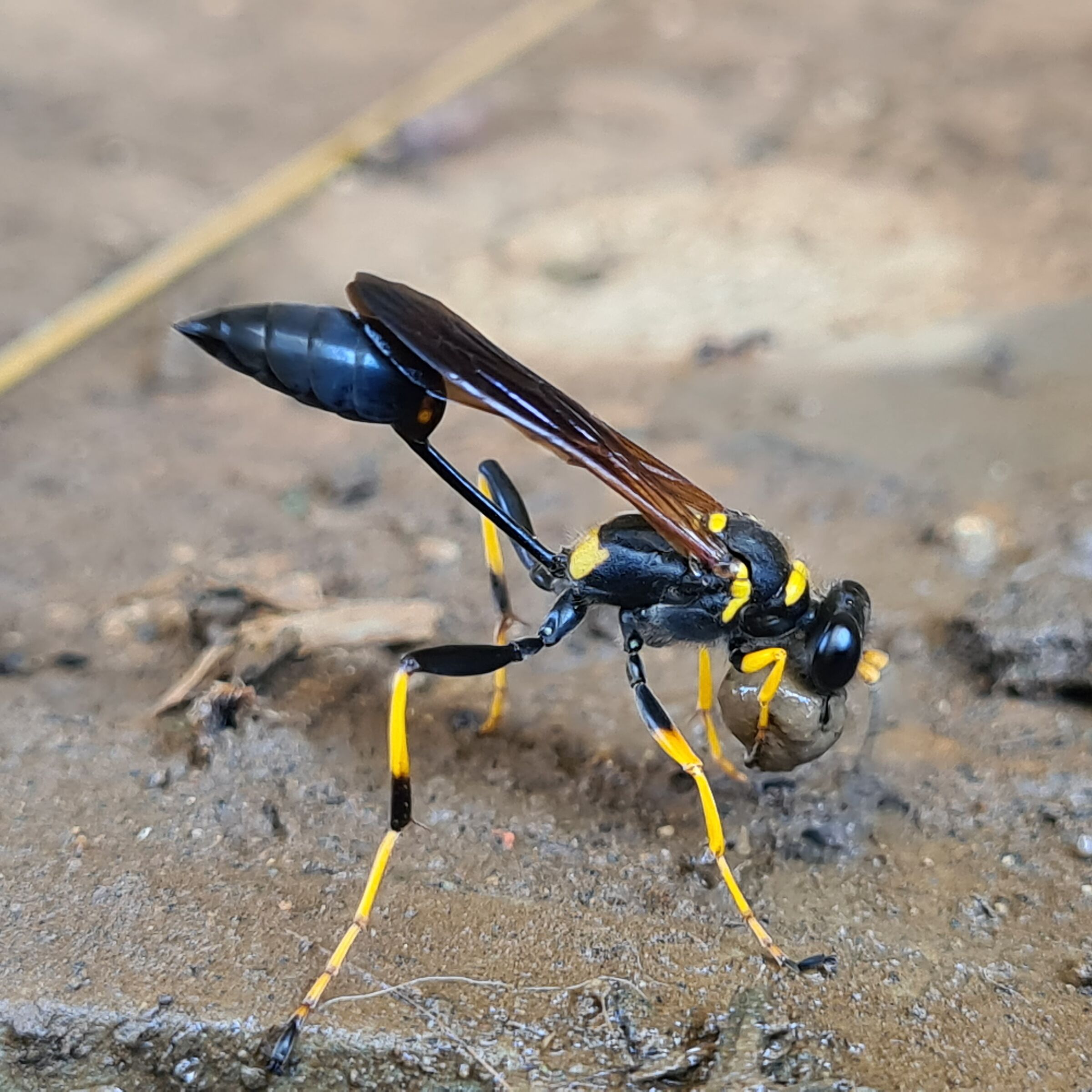 VespaVasaiaBollaDiFango