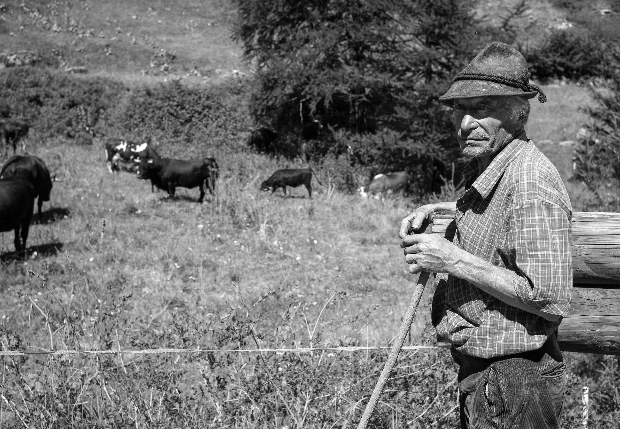 Shepherd Val di Rehmes