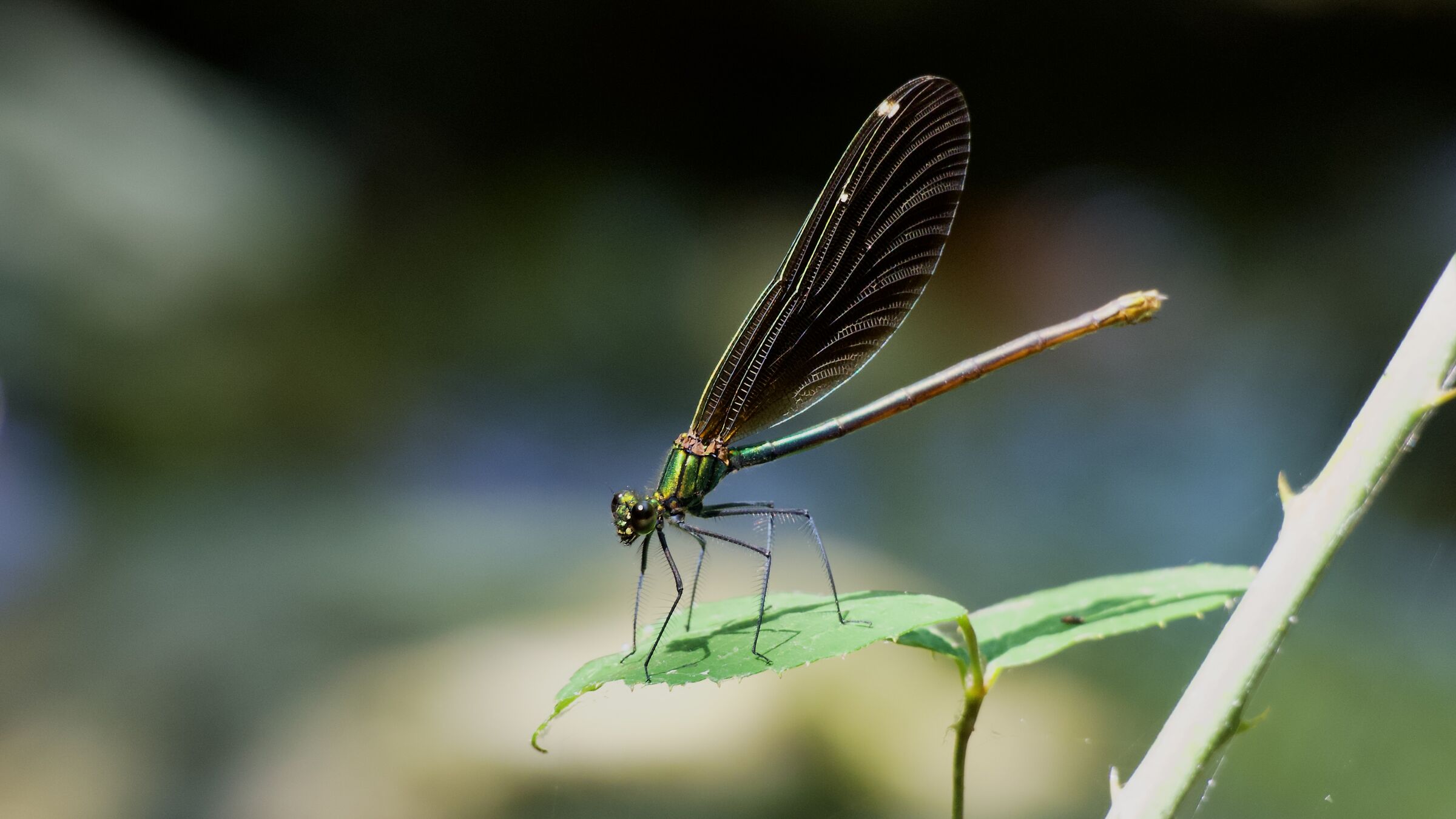 DRAGONFLY