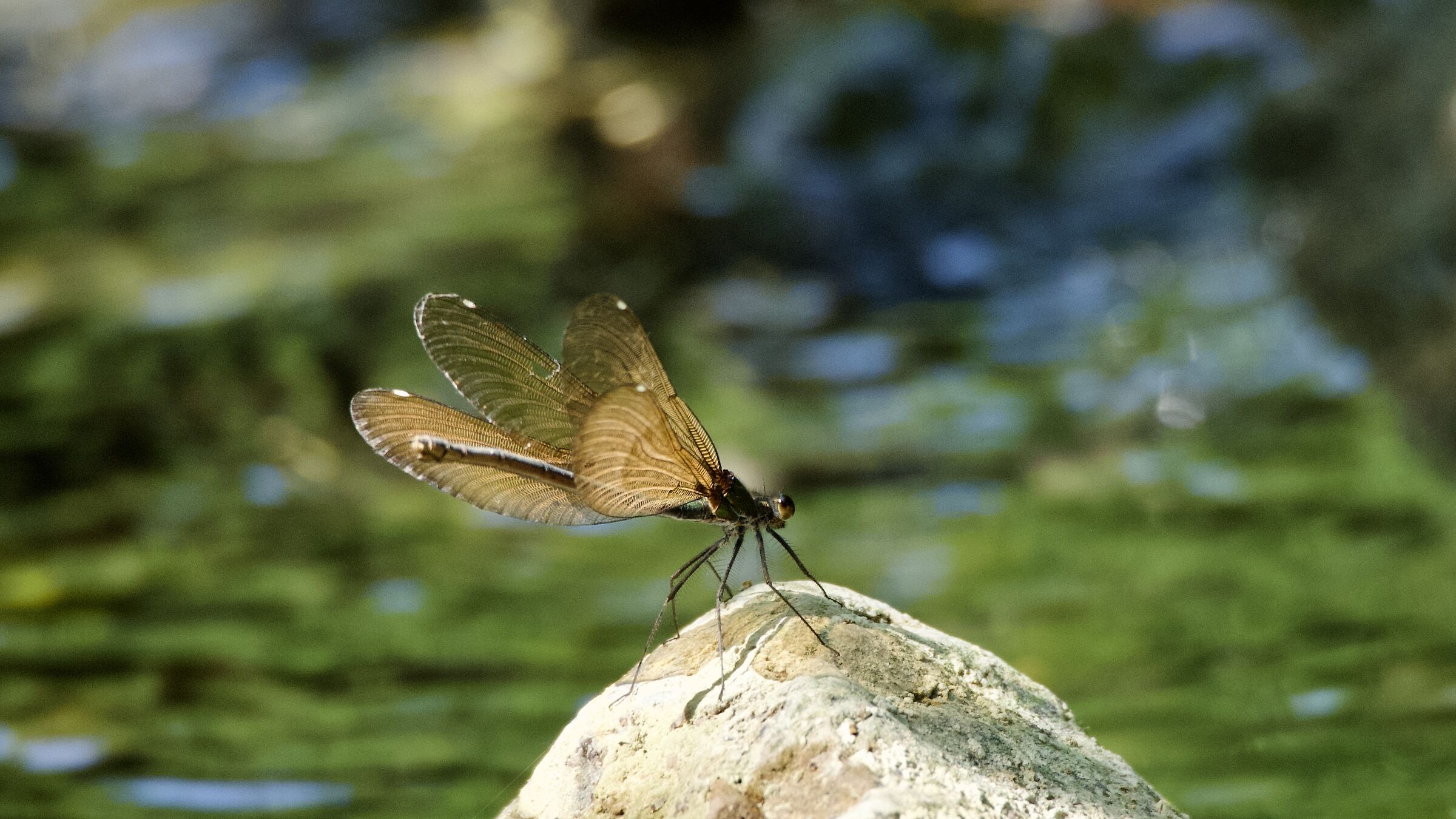 DRAGONFLY