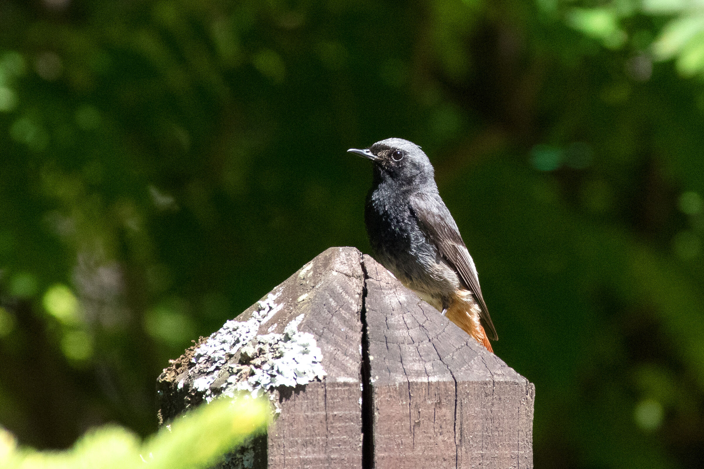 Codirosso spazzacamino
