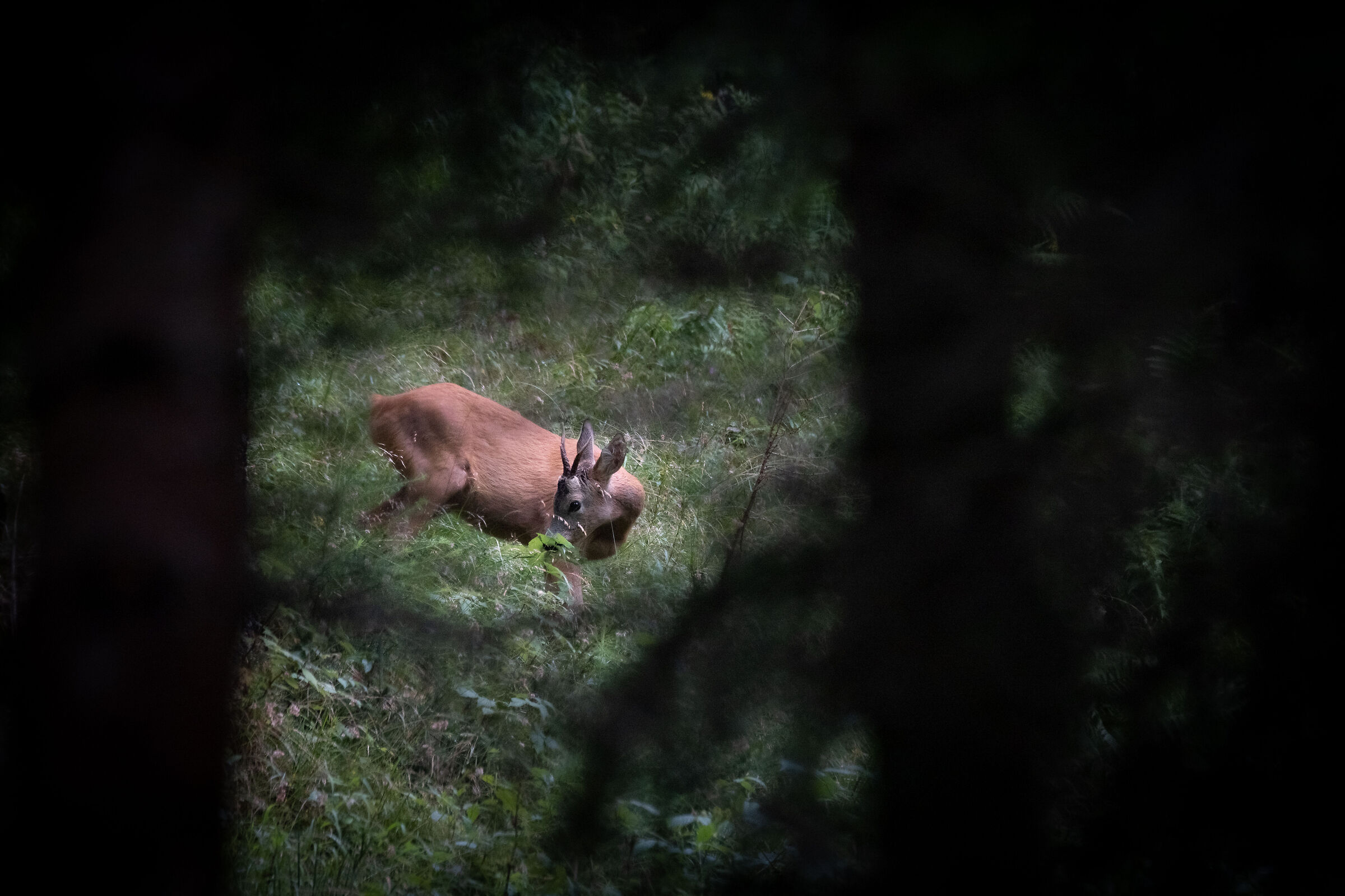 Between the branches