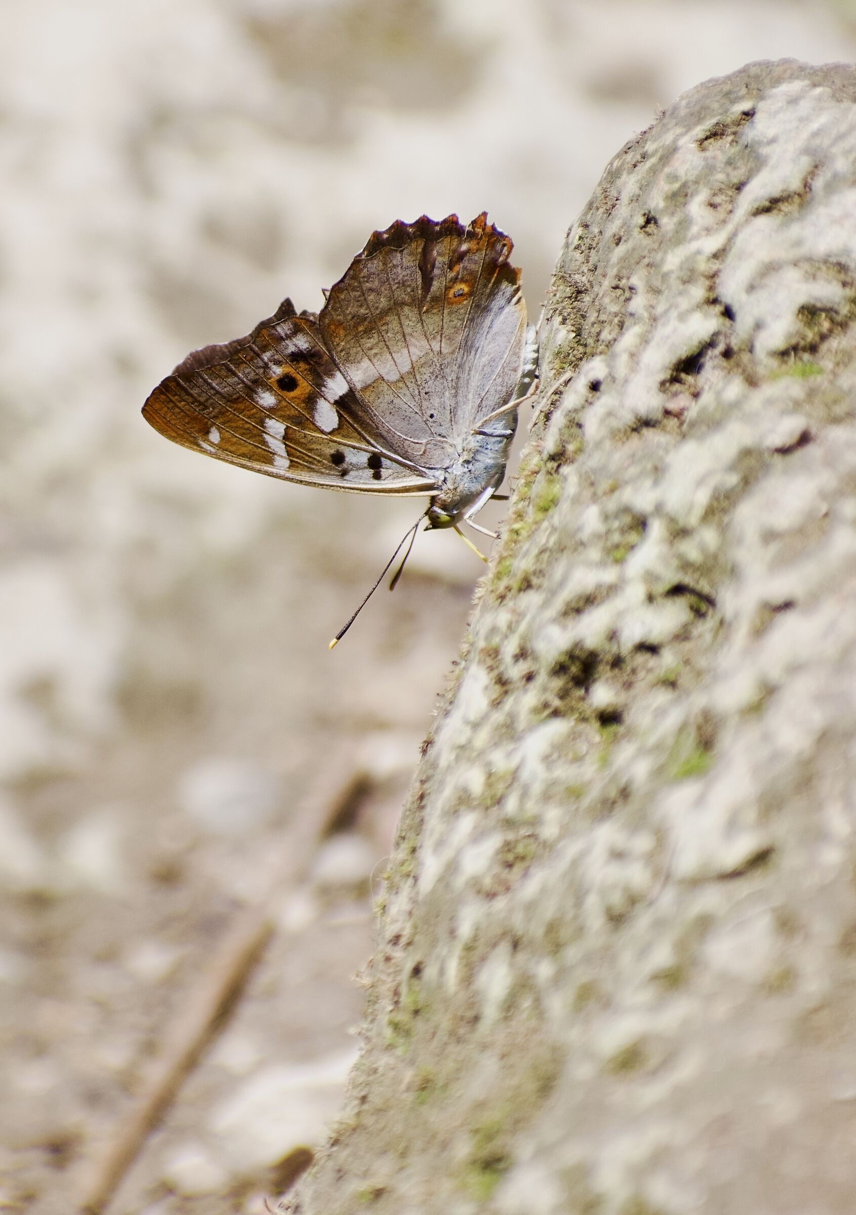 Una farfalla in picchiata