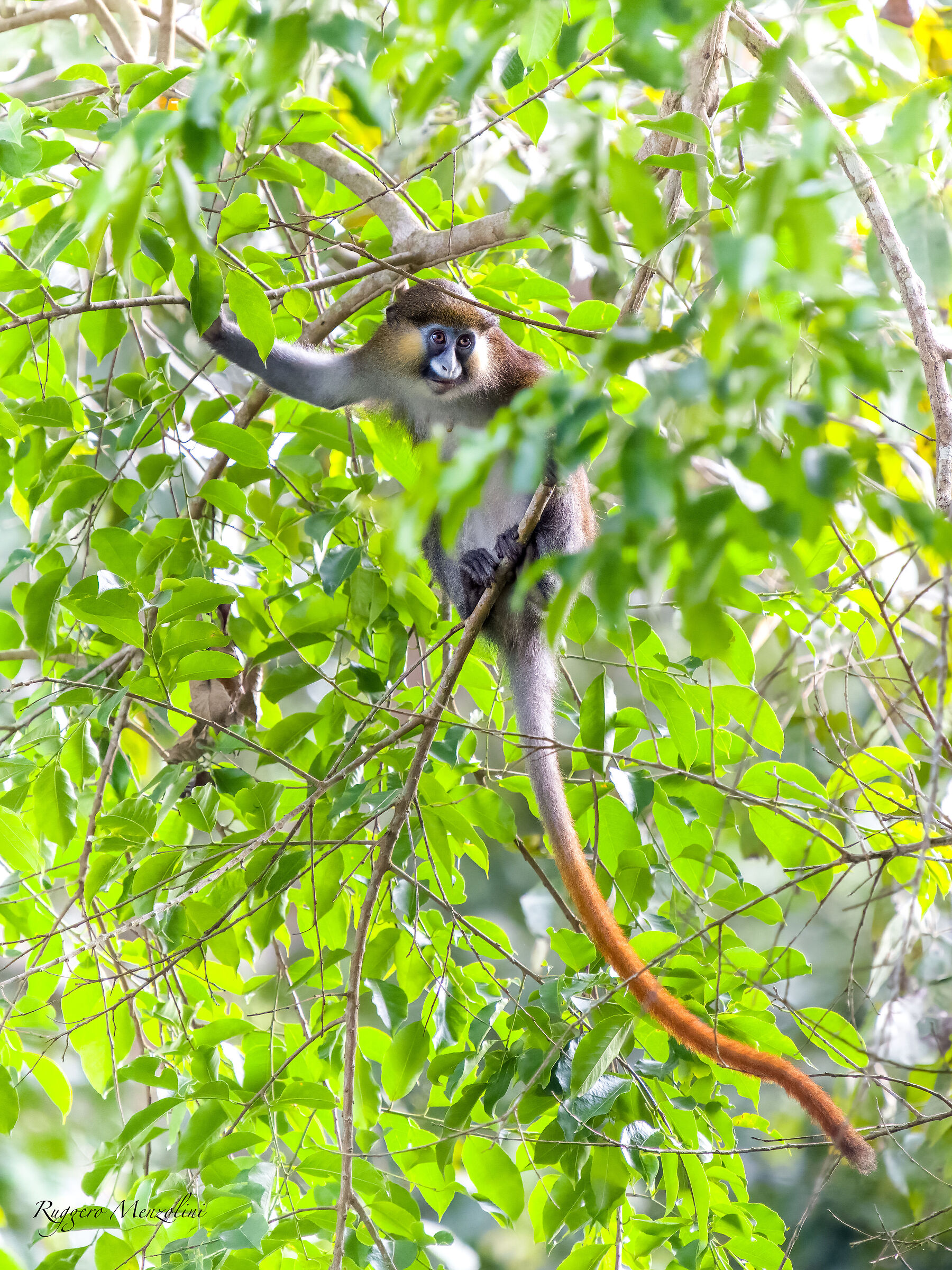Cercopithecus cephus