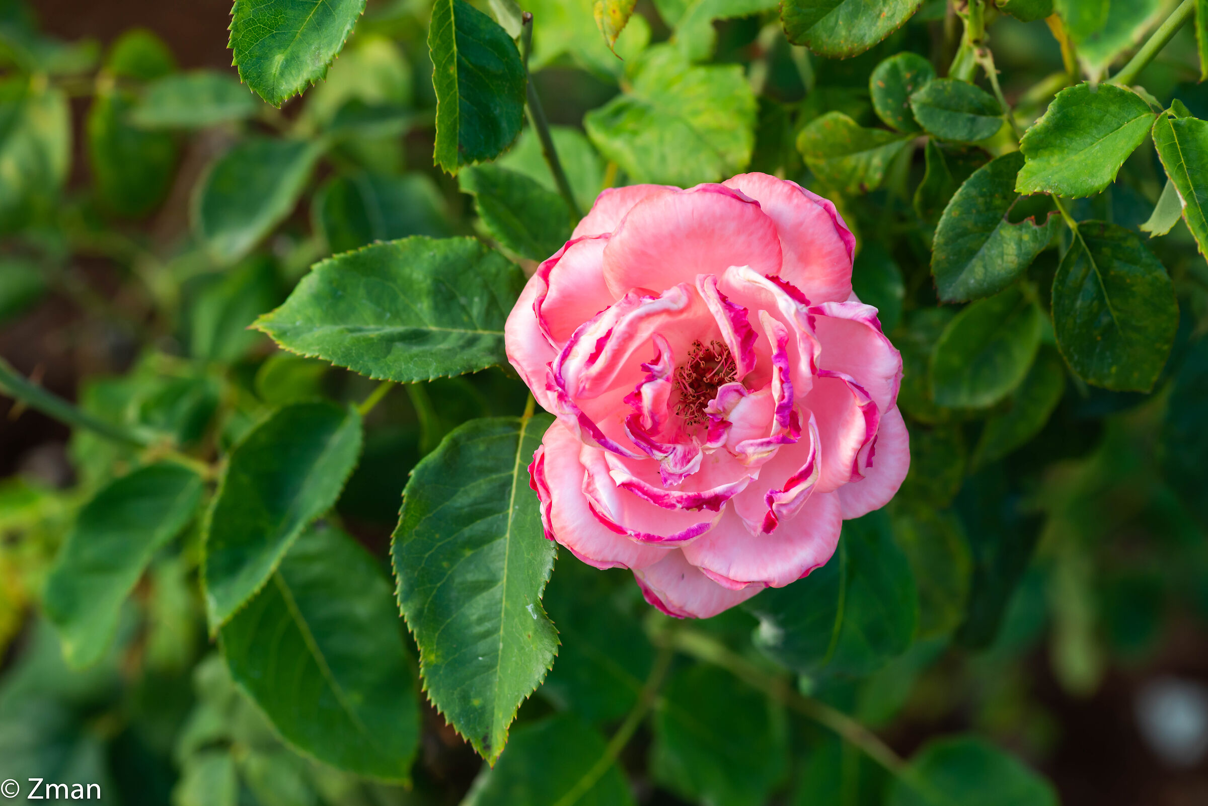 Pink Rose