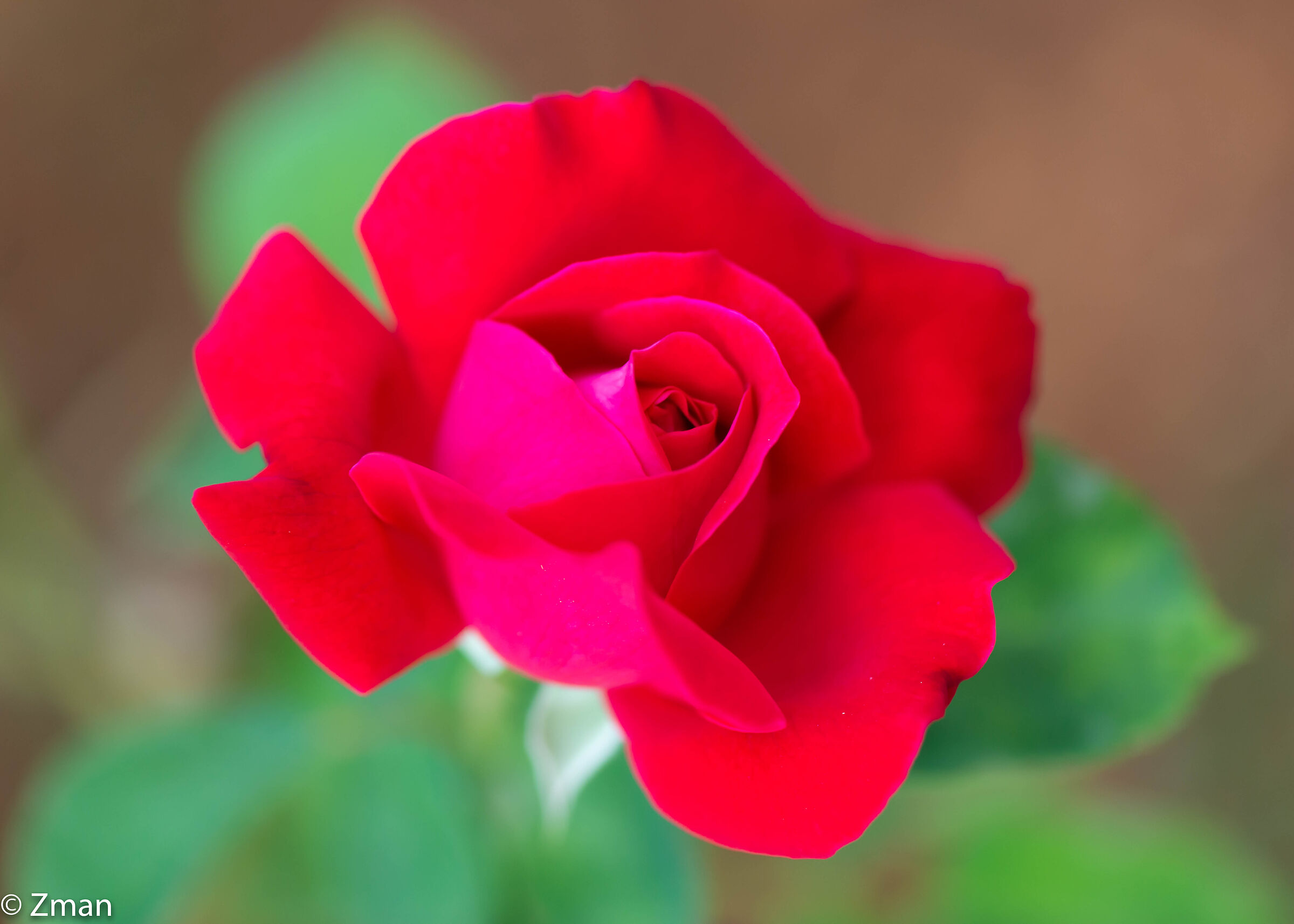 Red Rose