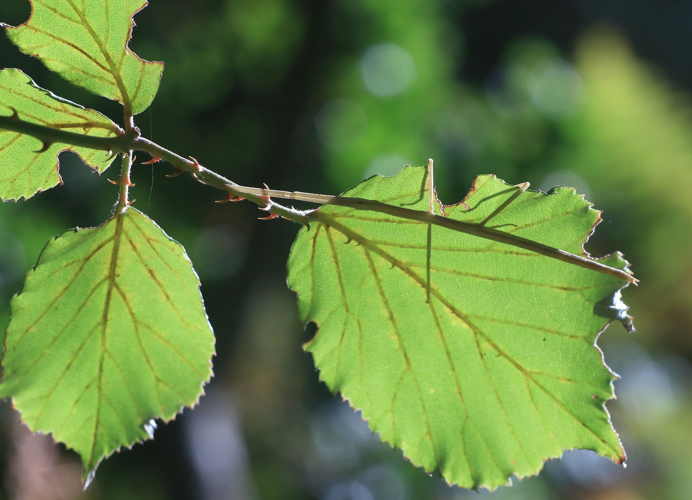 Il mimetismo dello stecco (Bacillus Rossius)