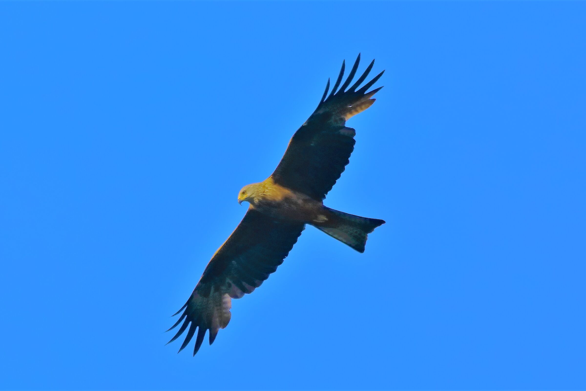 Nibbio bruno 16-06-2022