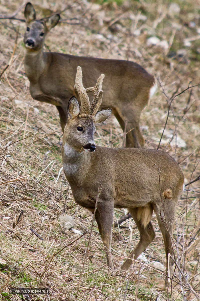 Caprioli in primo piano