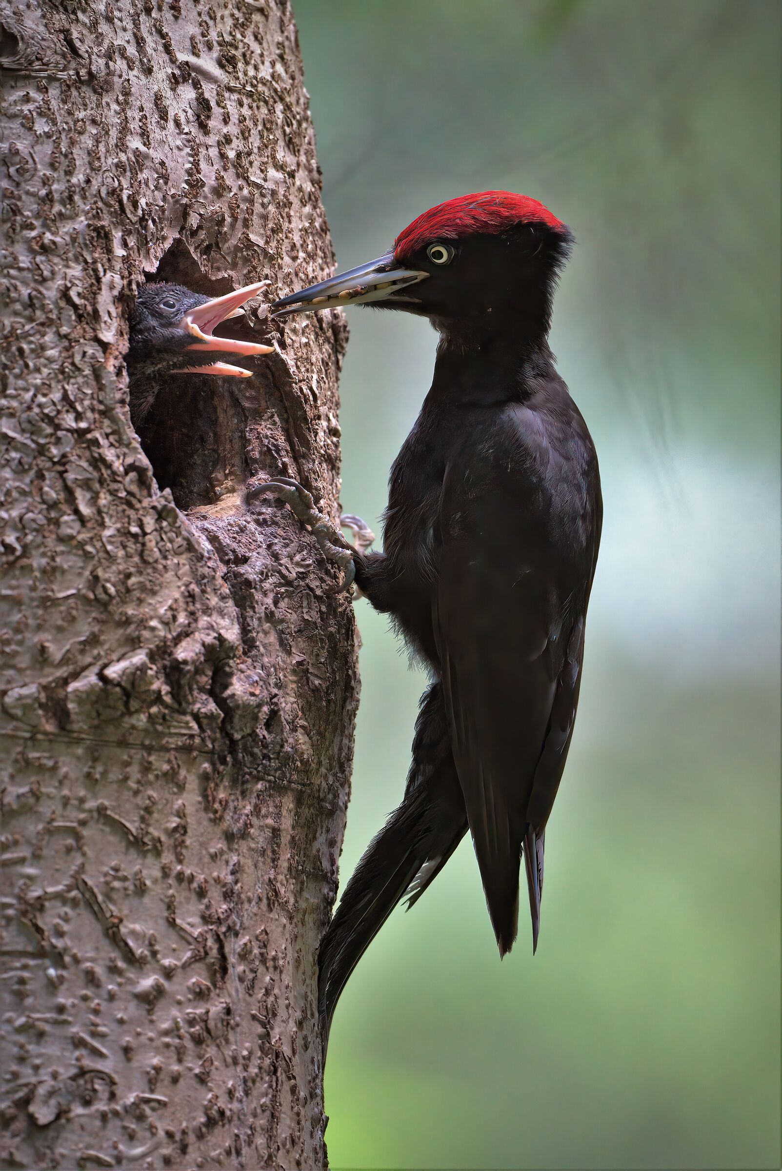 black woodpecker m. with pullets