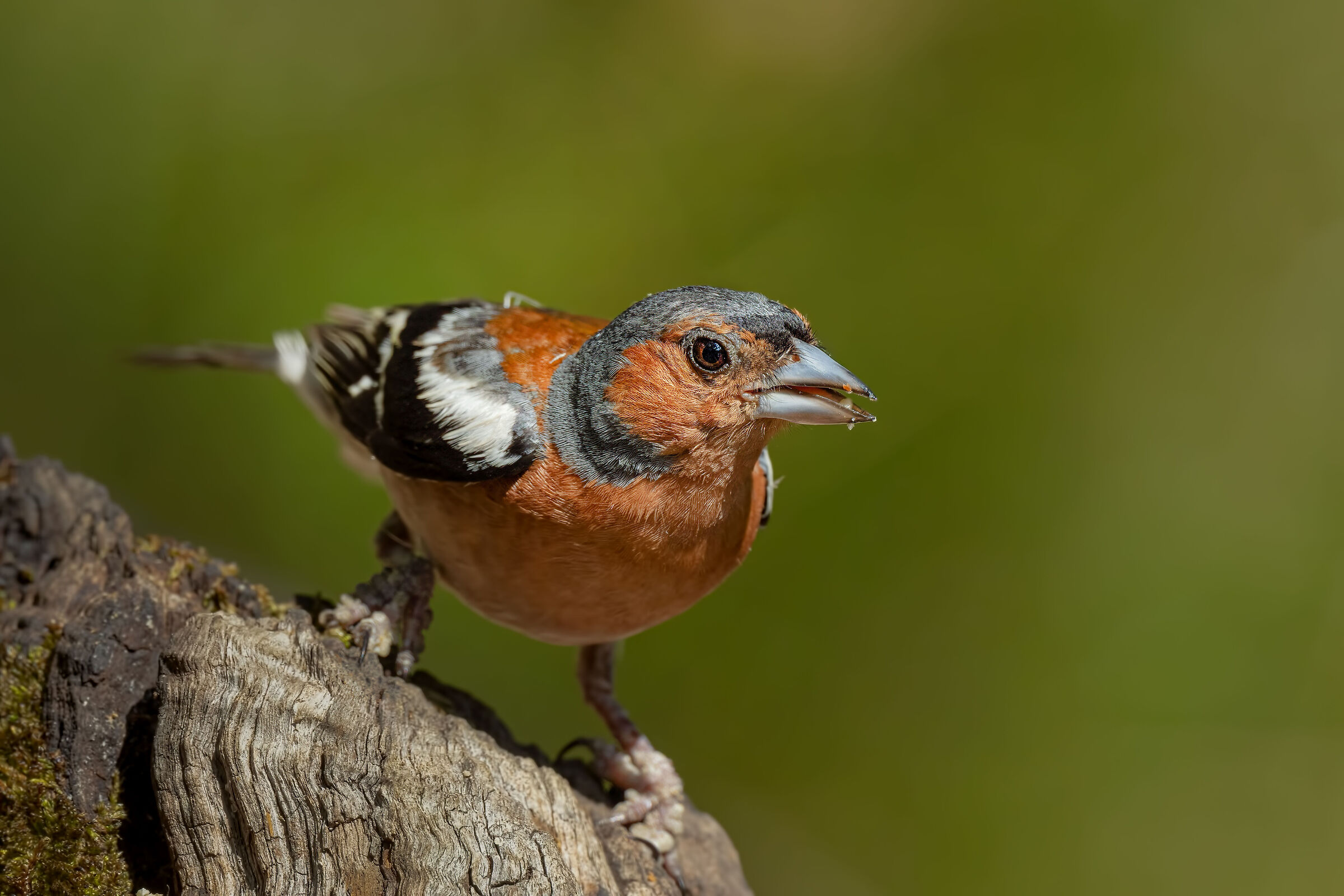 male chaffinch