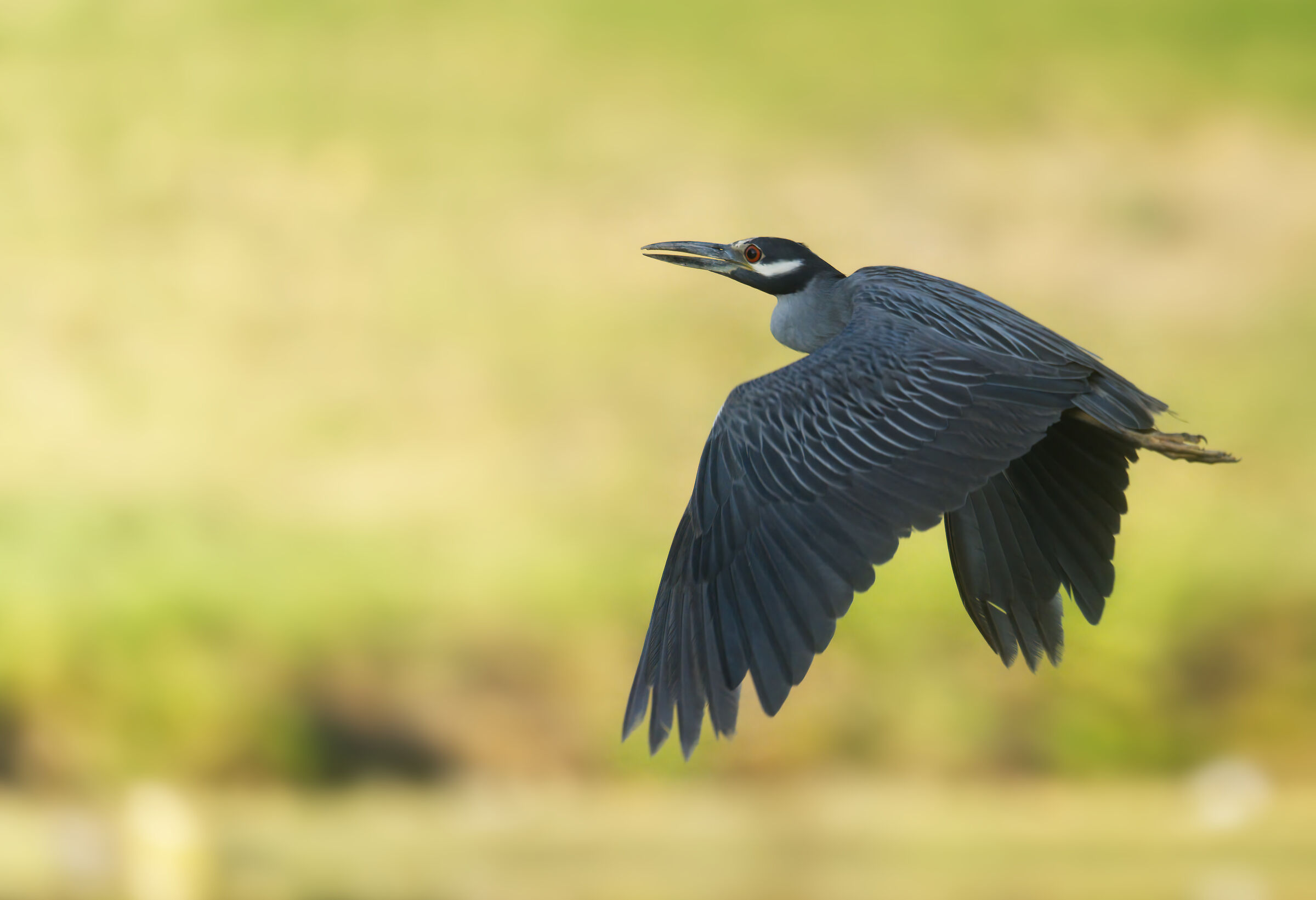Yellow Crowned Night Heron