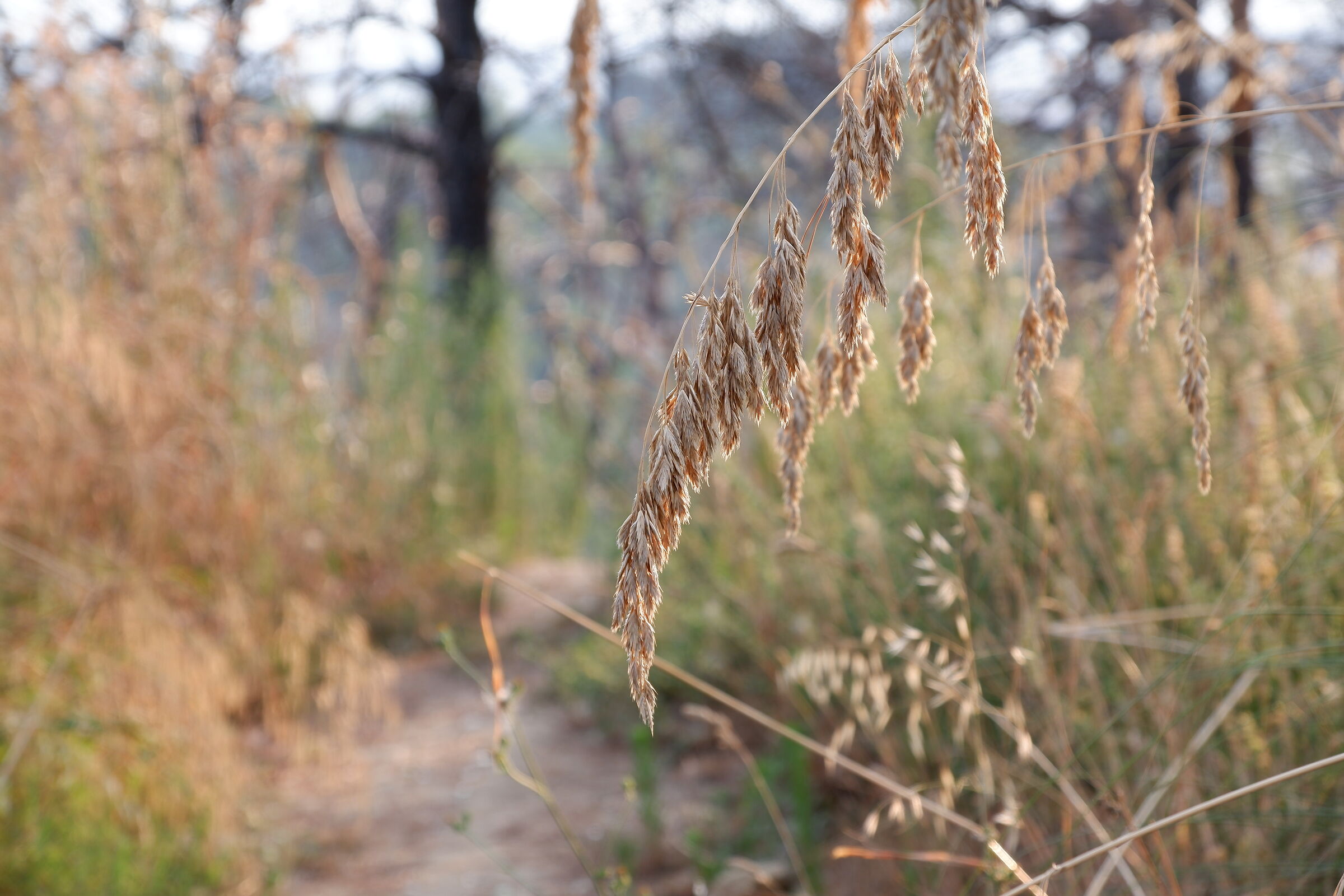 Test Autofocus 18-135