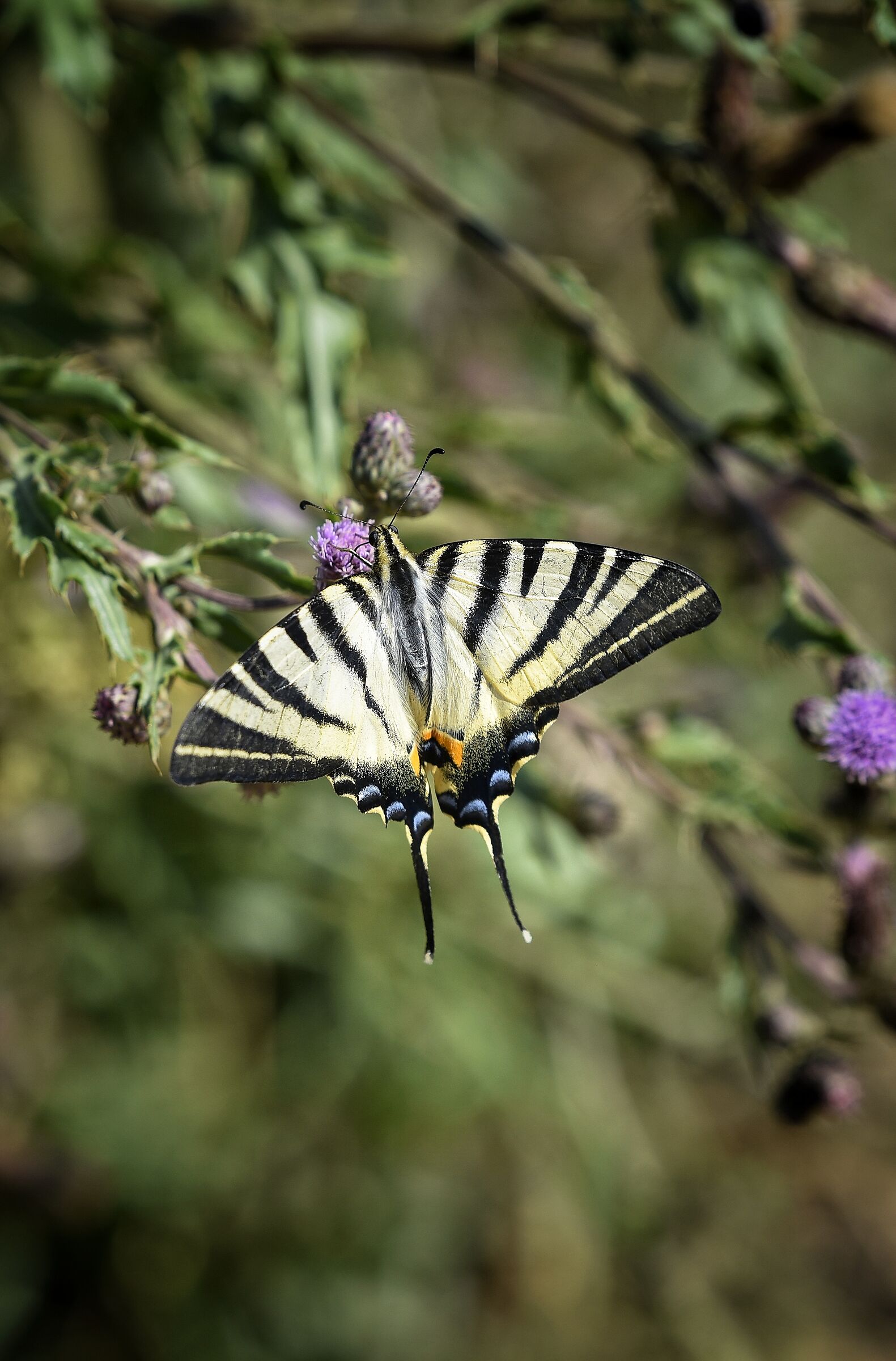 Papilio machaon