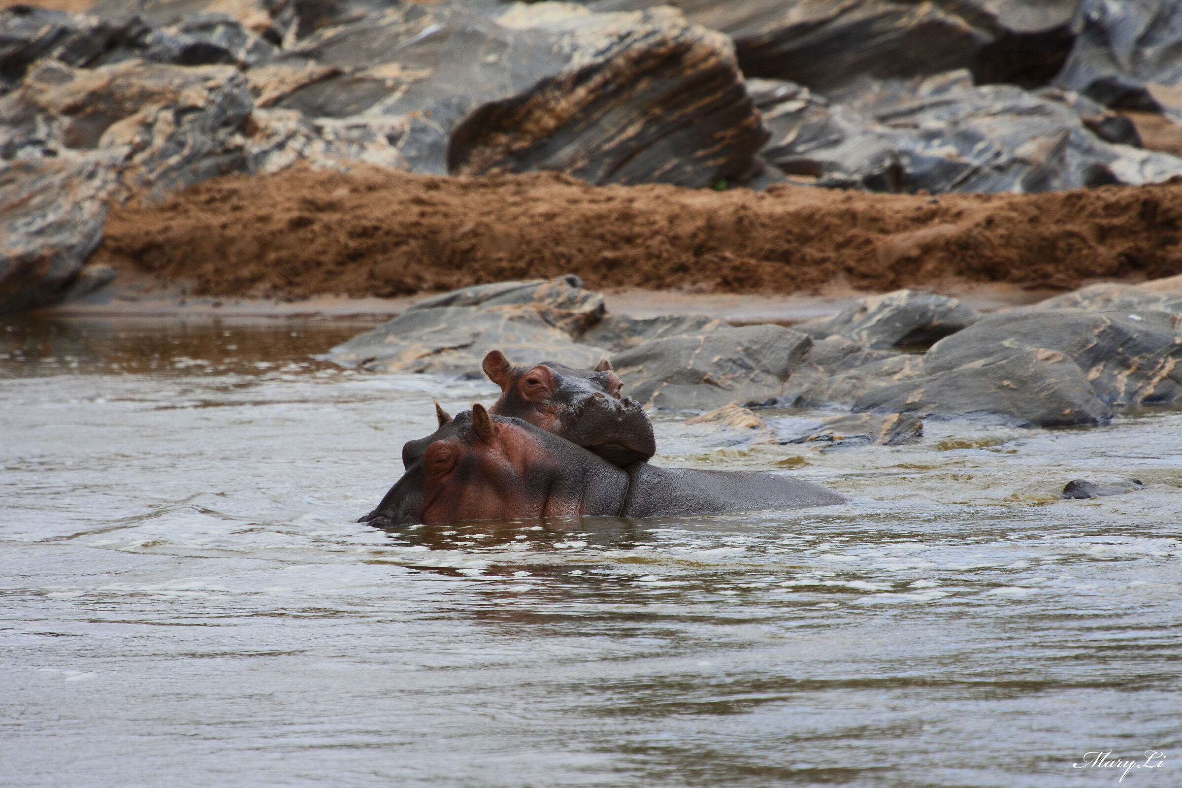 Hippopotamuses