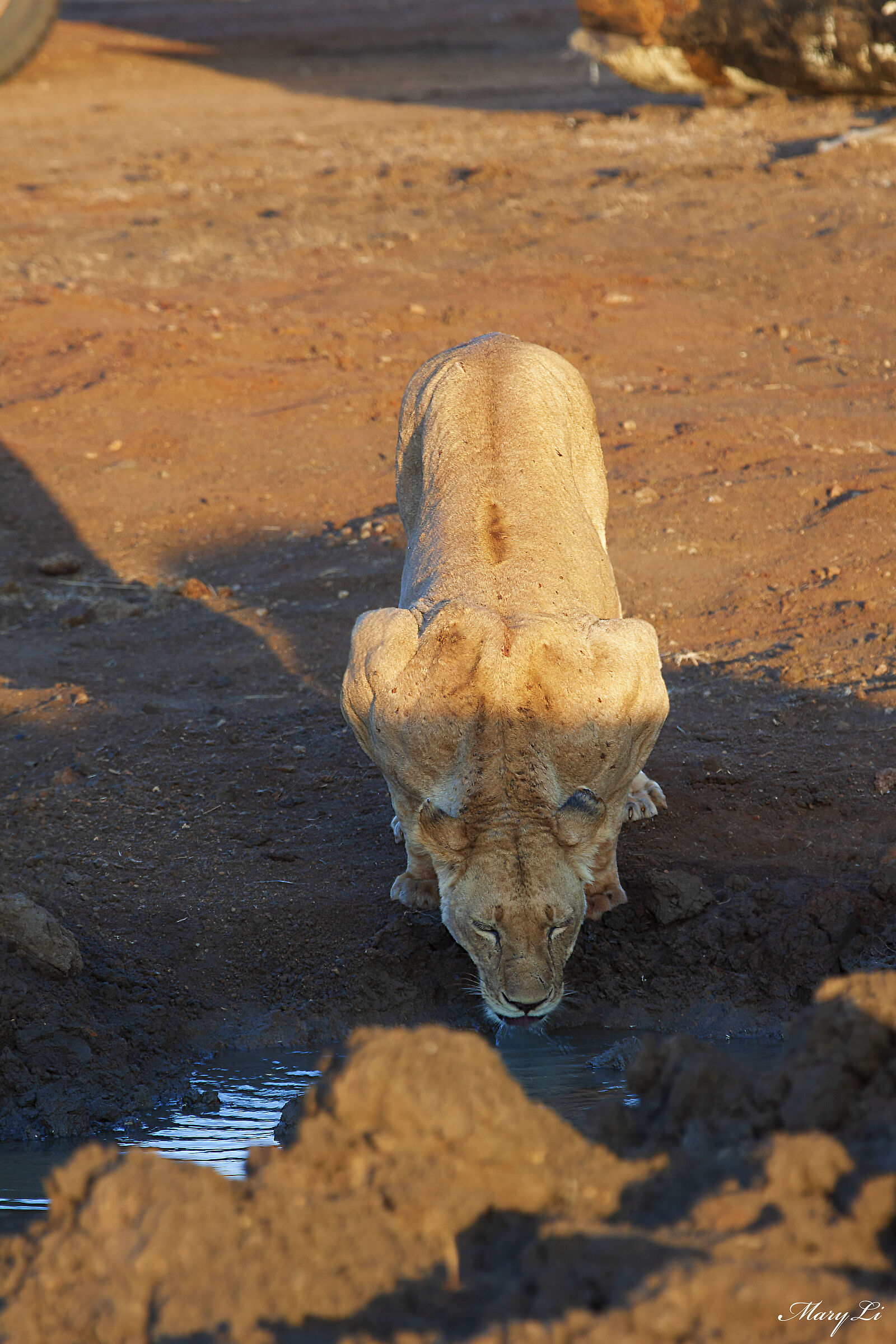 Lion at the waterhole