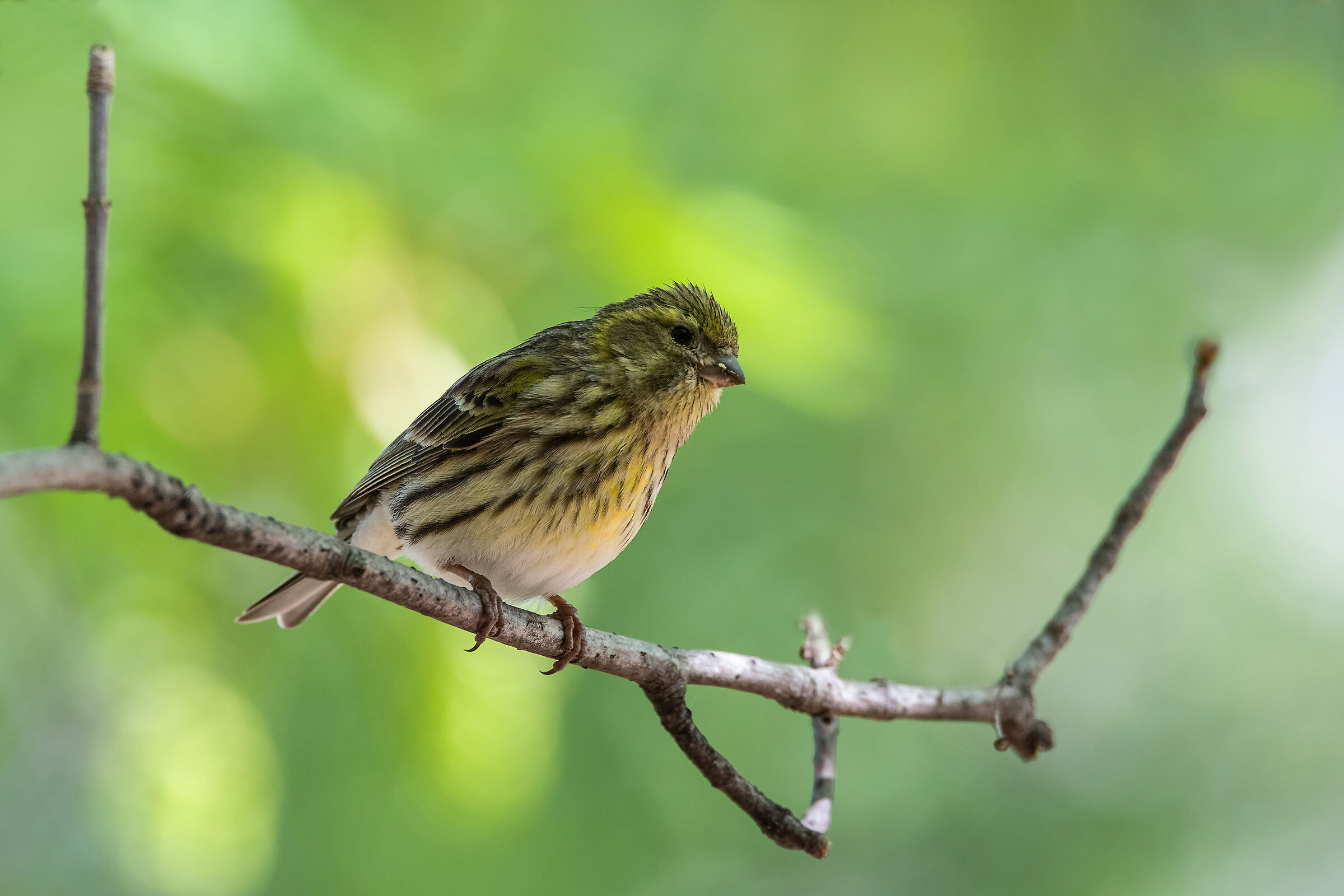 Verzellino (Verzellino)