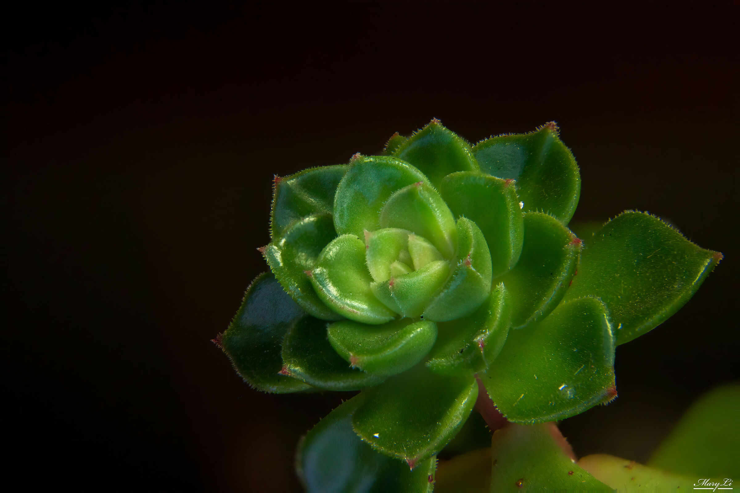 Focus Stacking on succulents