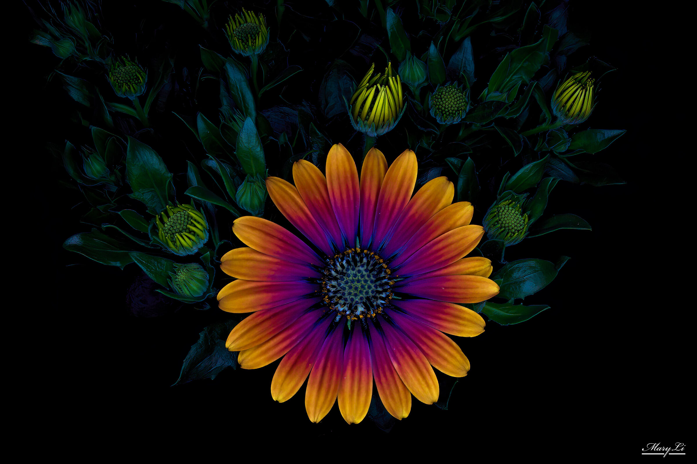 Osteospermum