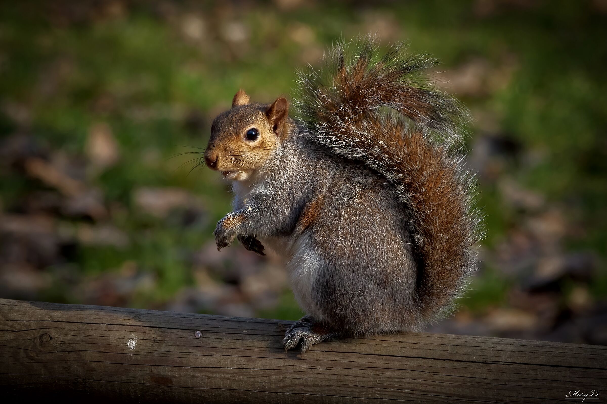 Squirrel I