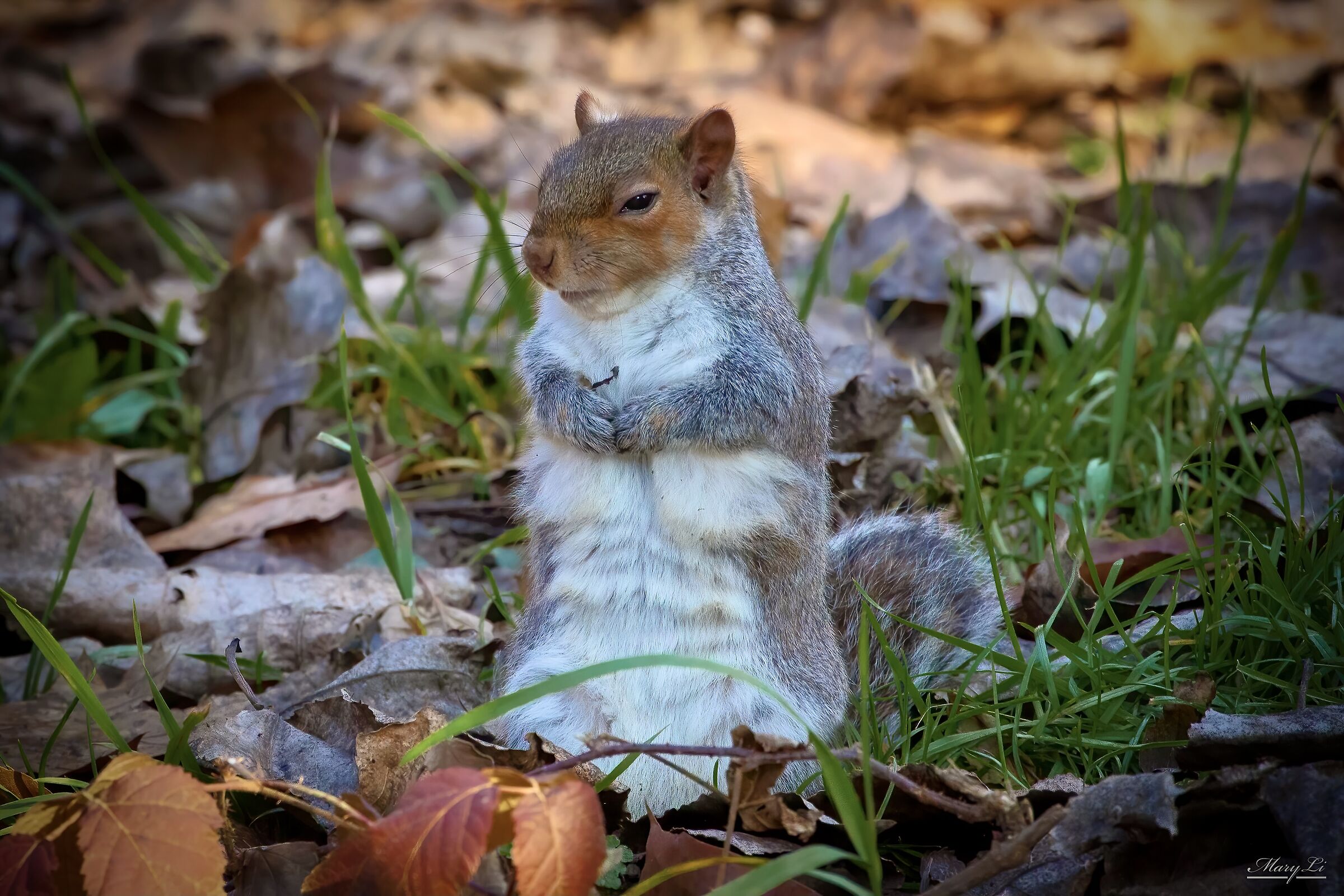 Squirrel II