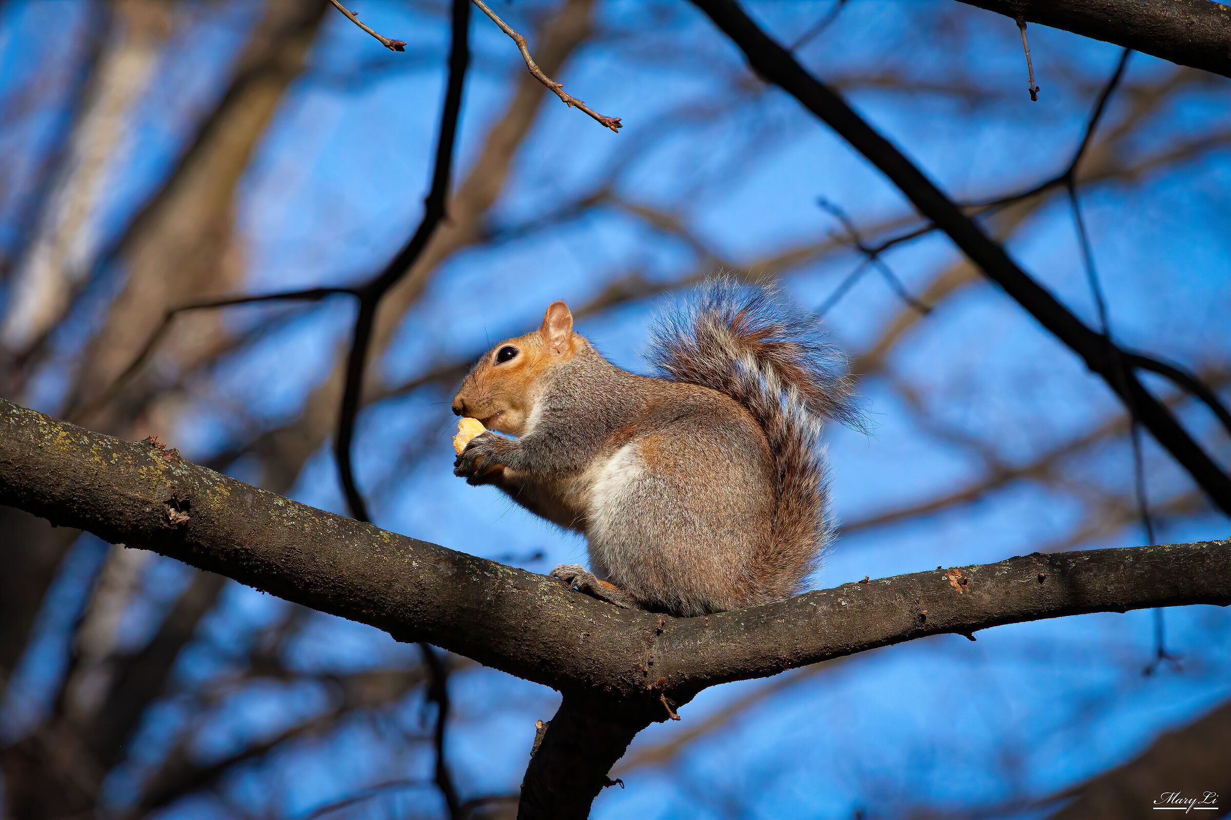 Squirrel III