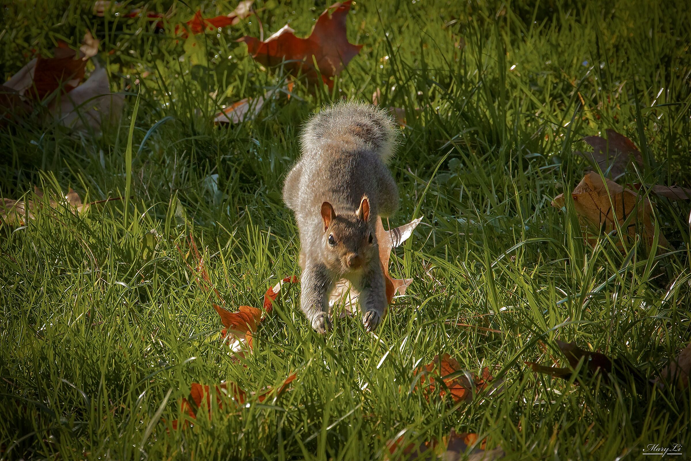 Squirrel IV