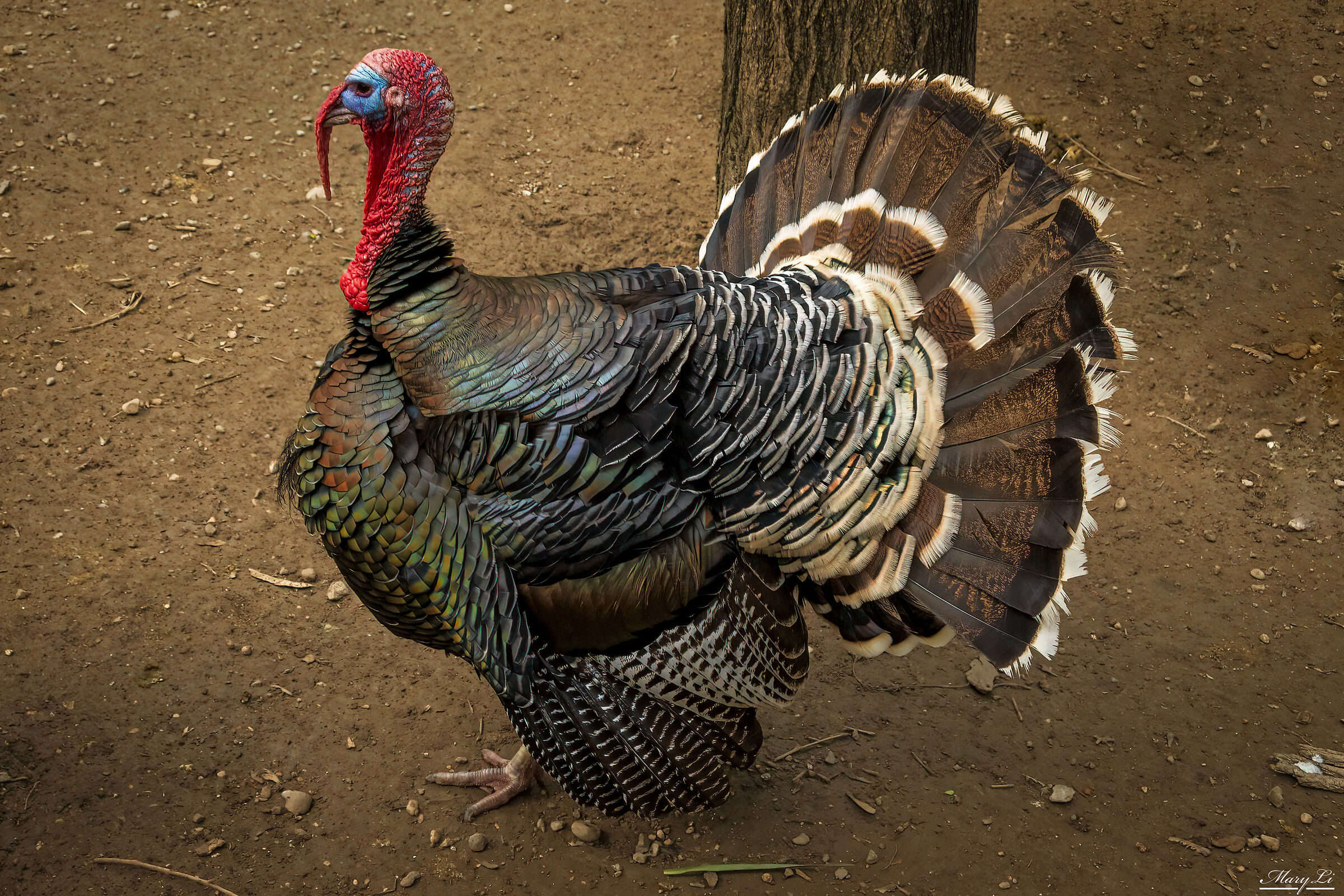 Turkey