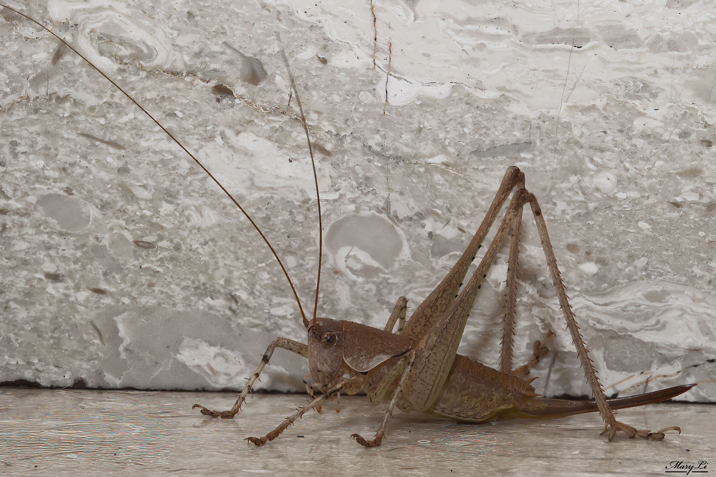 Grasshopper